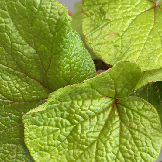 Begonia paleata
