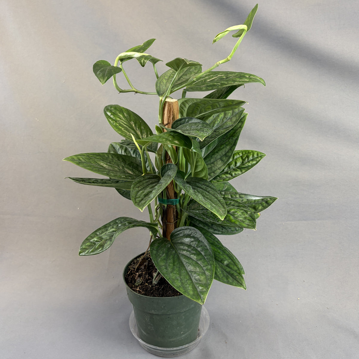Monstera 'Peru'