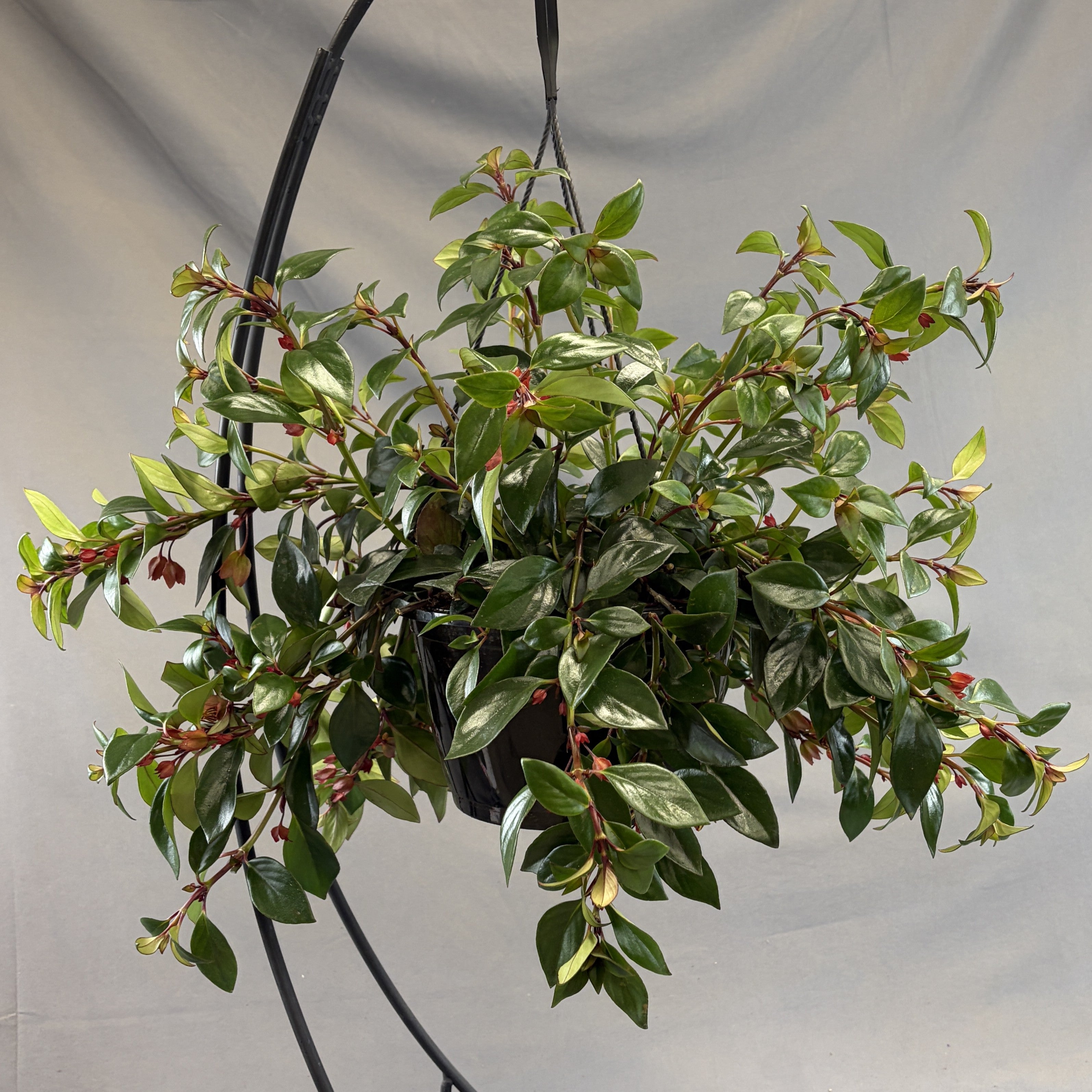 Lipstick Plant 'Orange' Plant