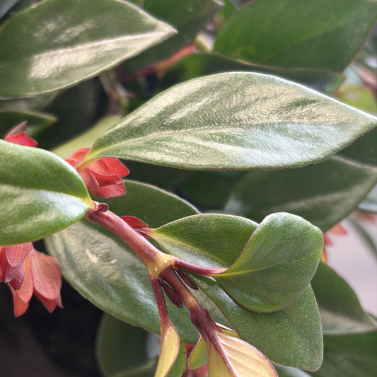 Lipstick Plant 'Orange'