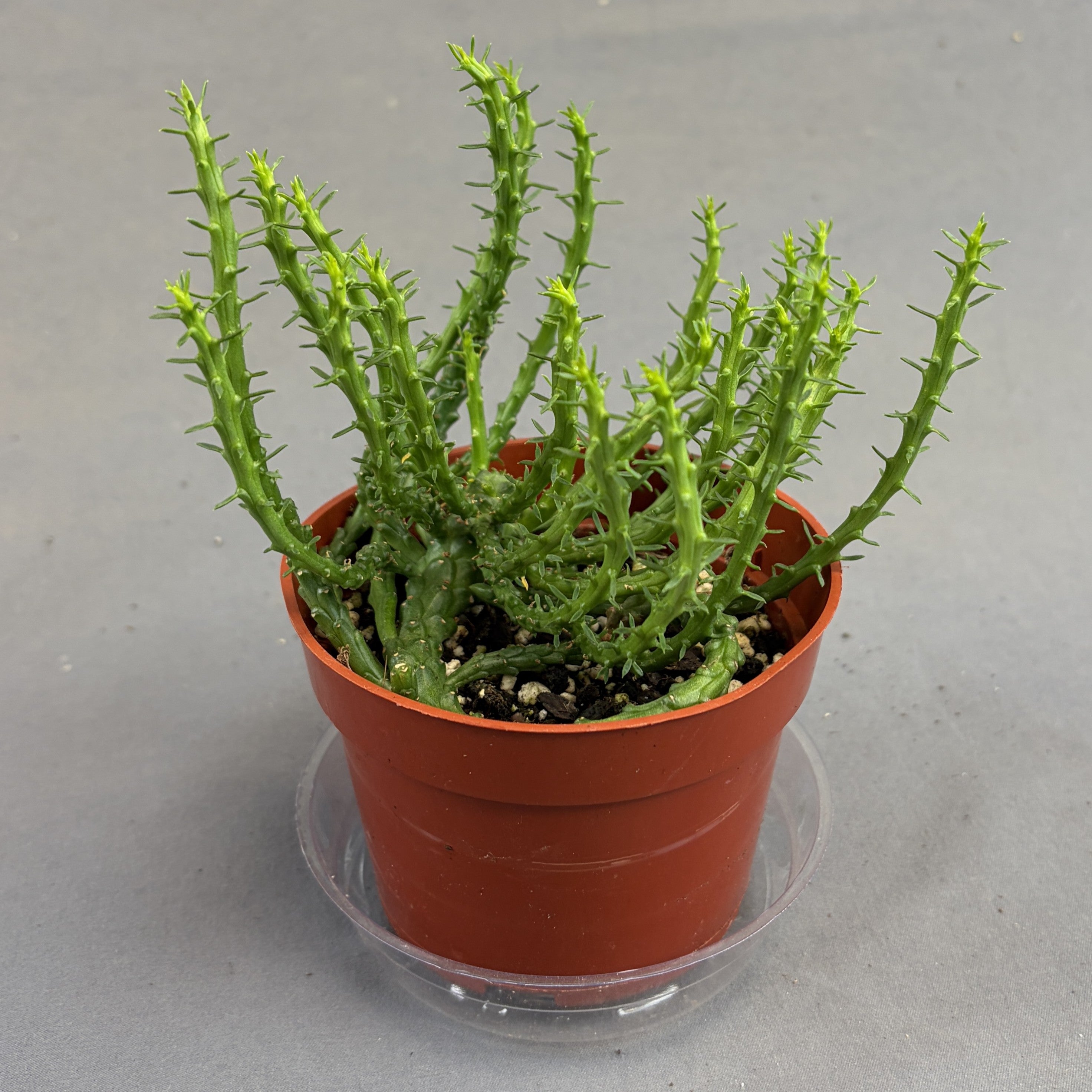 Pencil Cactus