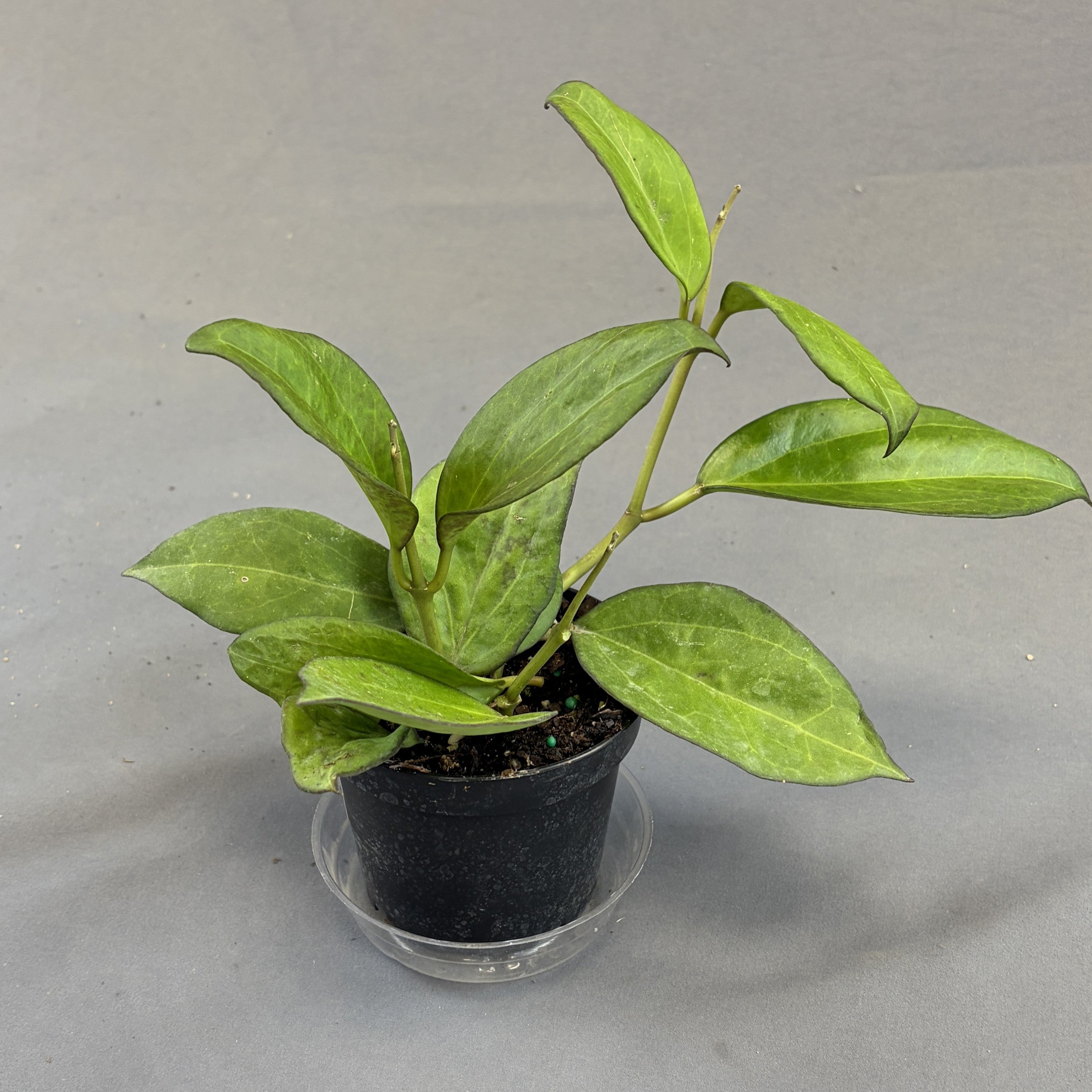 Hoya Icensis
