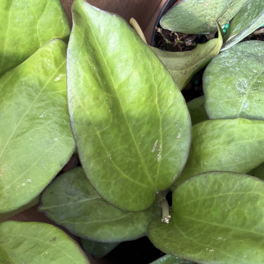 Hoya Icensis