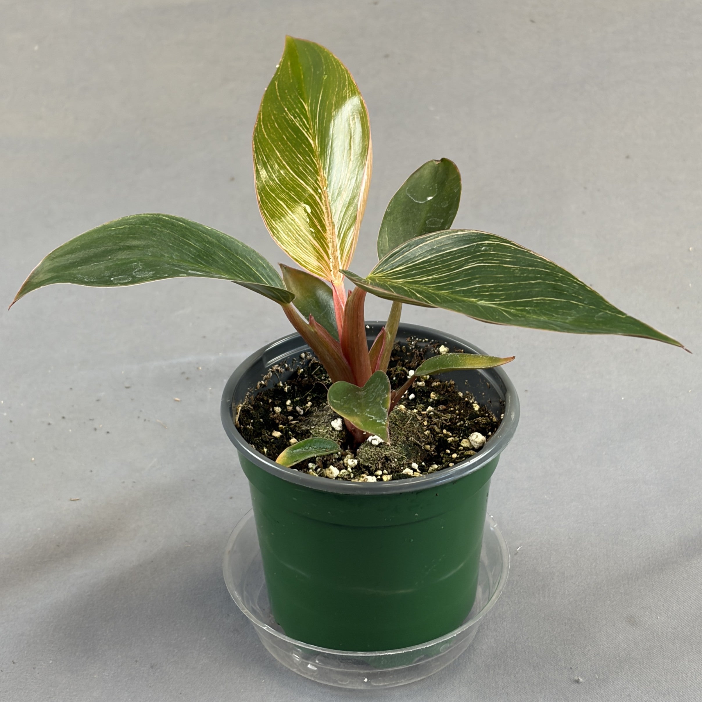 Philodendron Birkin Pink