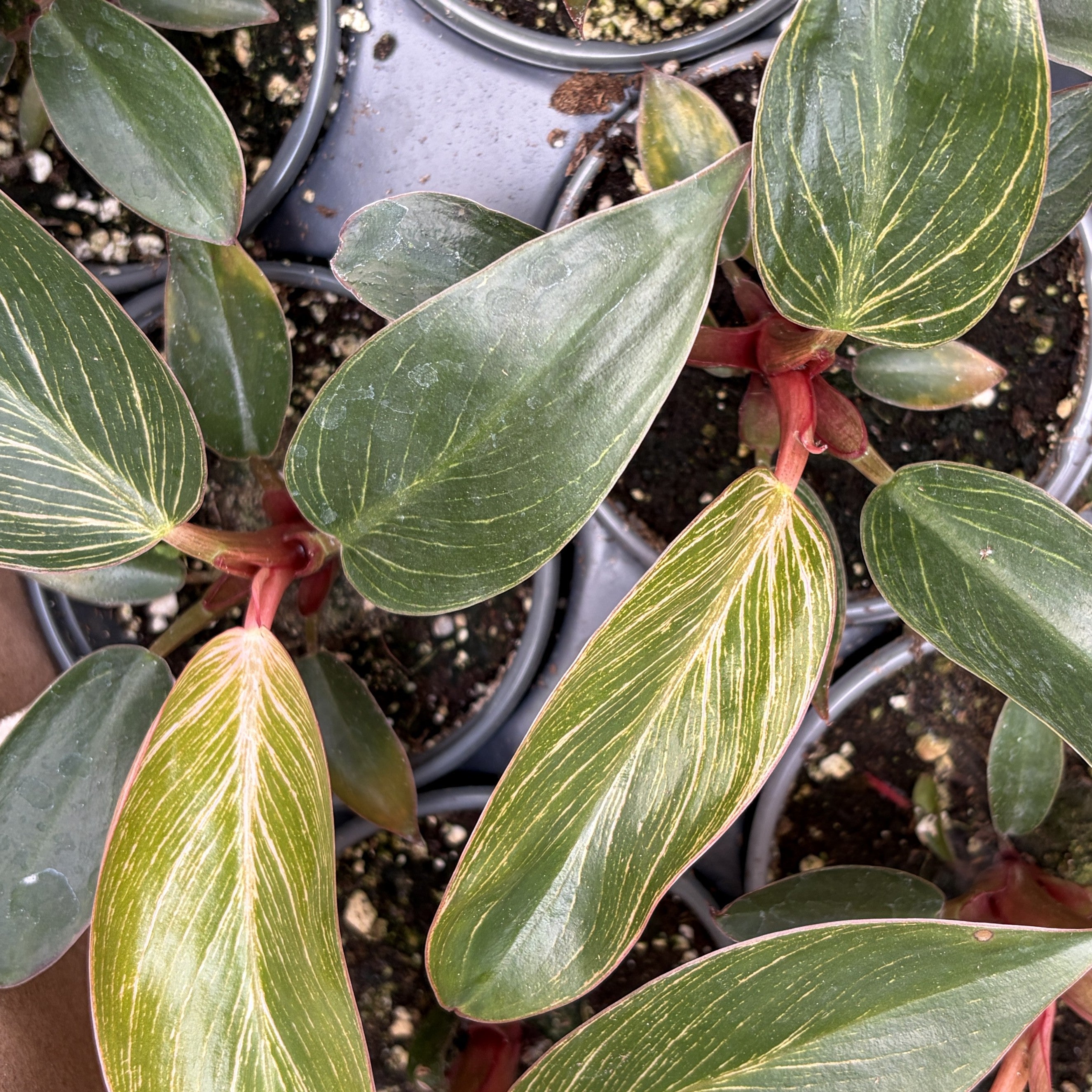 Philodendron Birkin Pink
