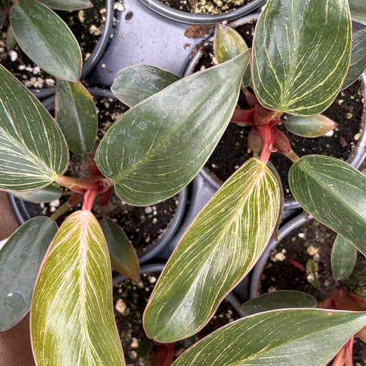 Philodendron Birkin Pink