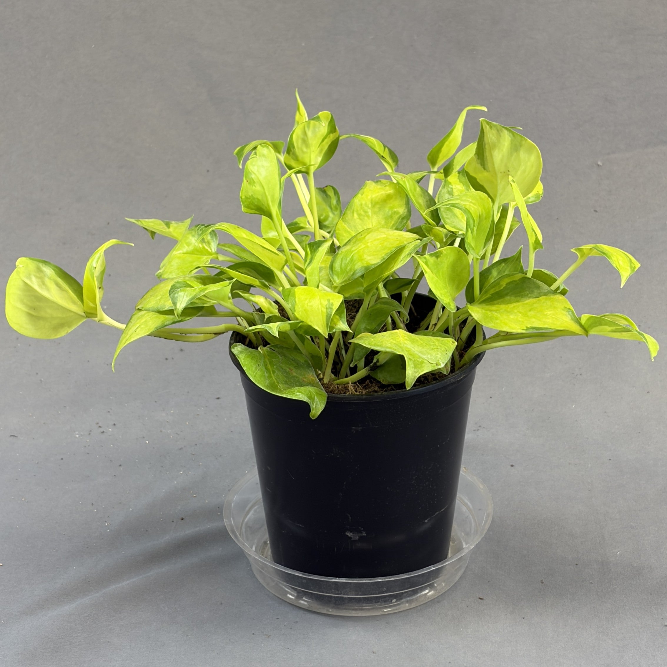Pothos Neon Joy