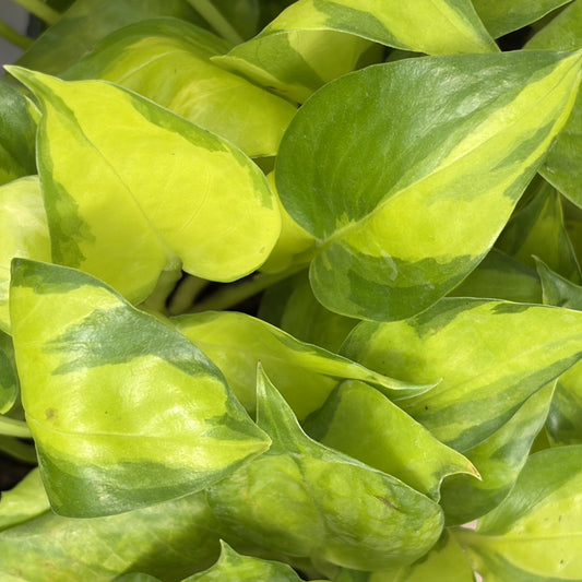 Pothos Neon Joy