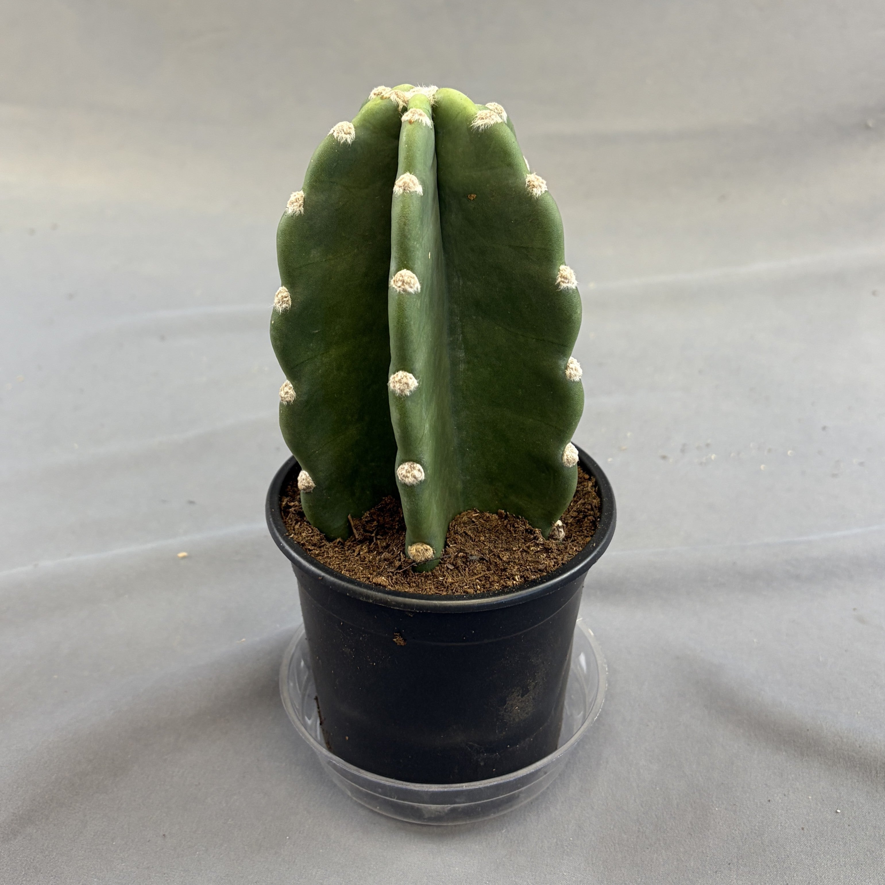 Cactus Huggy