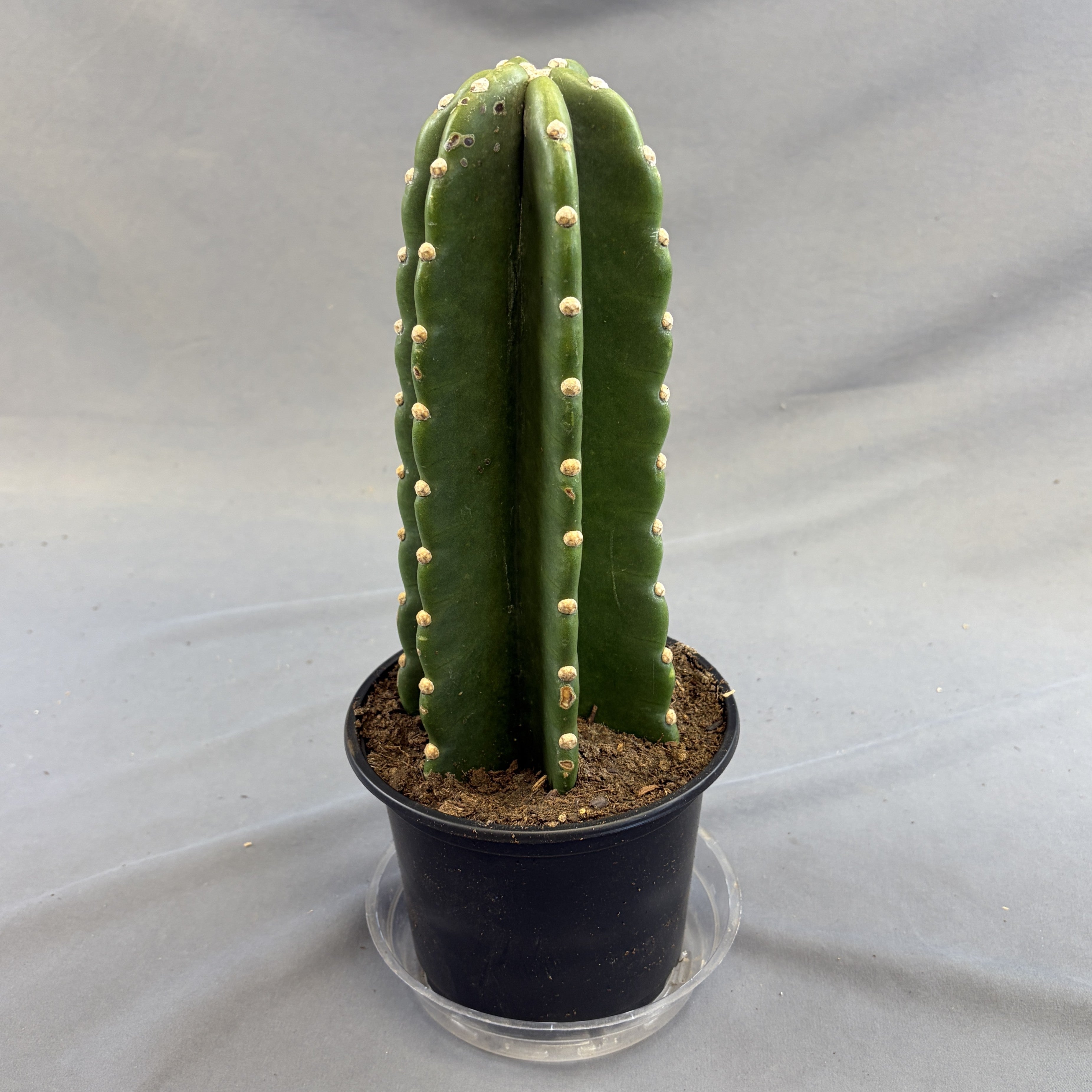 Cactus Huggy