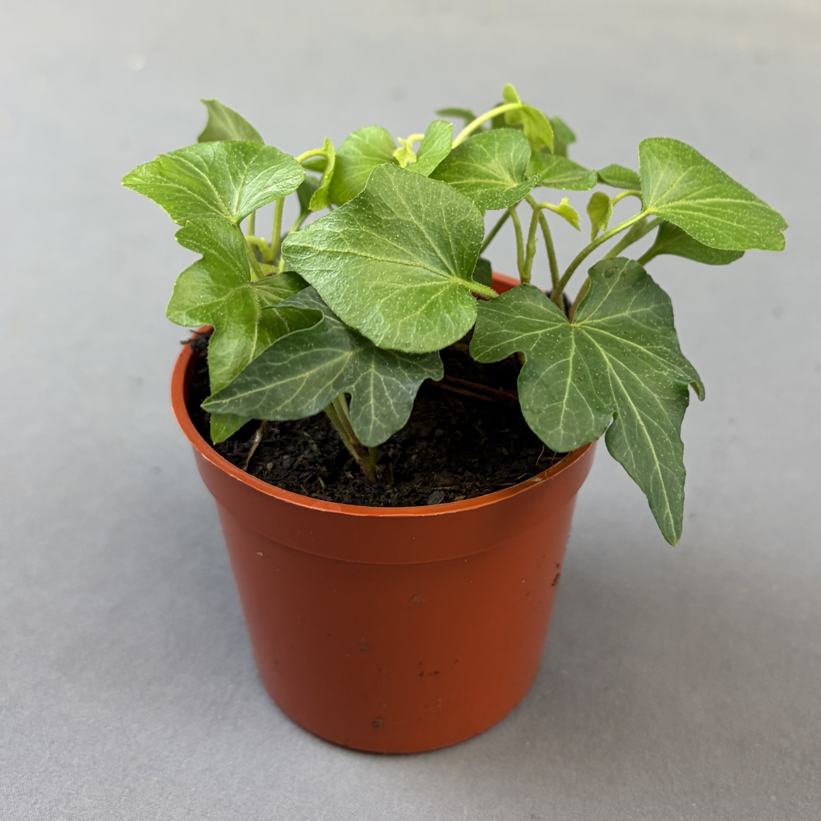 English Ivy