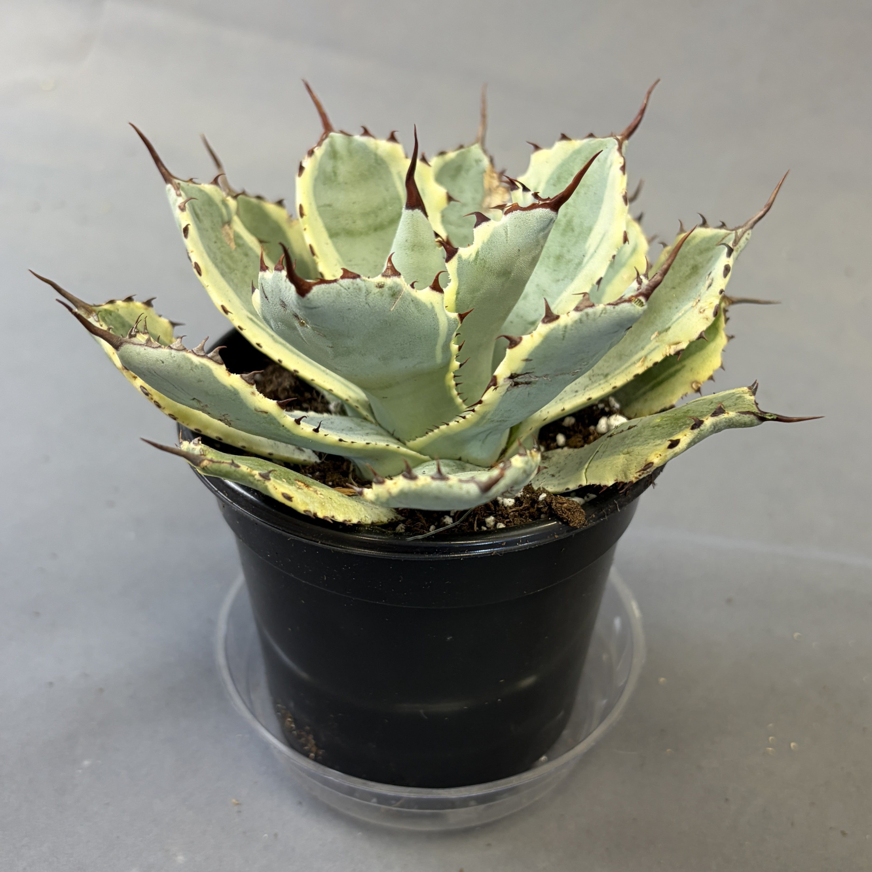 Agave 'Ice Queen'
