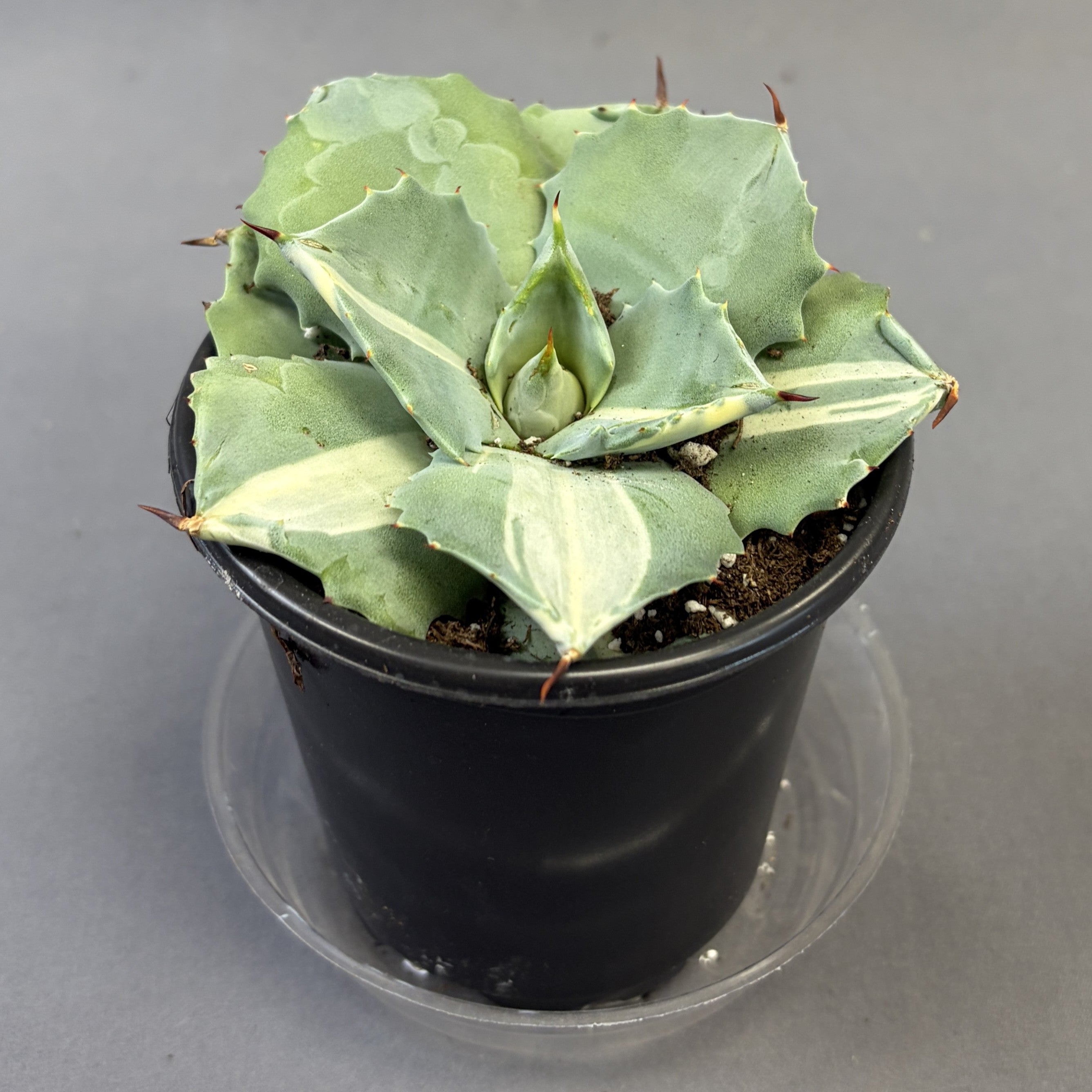 Agave Ohi Raijin Shiro Nakafu