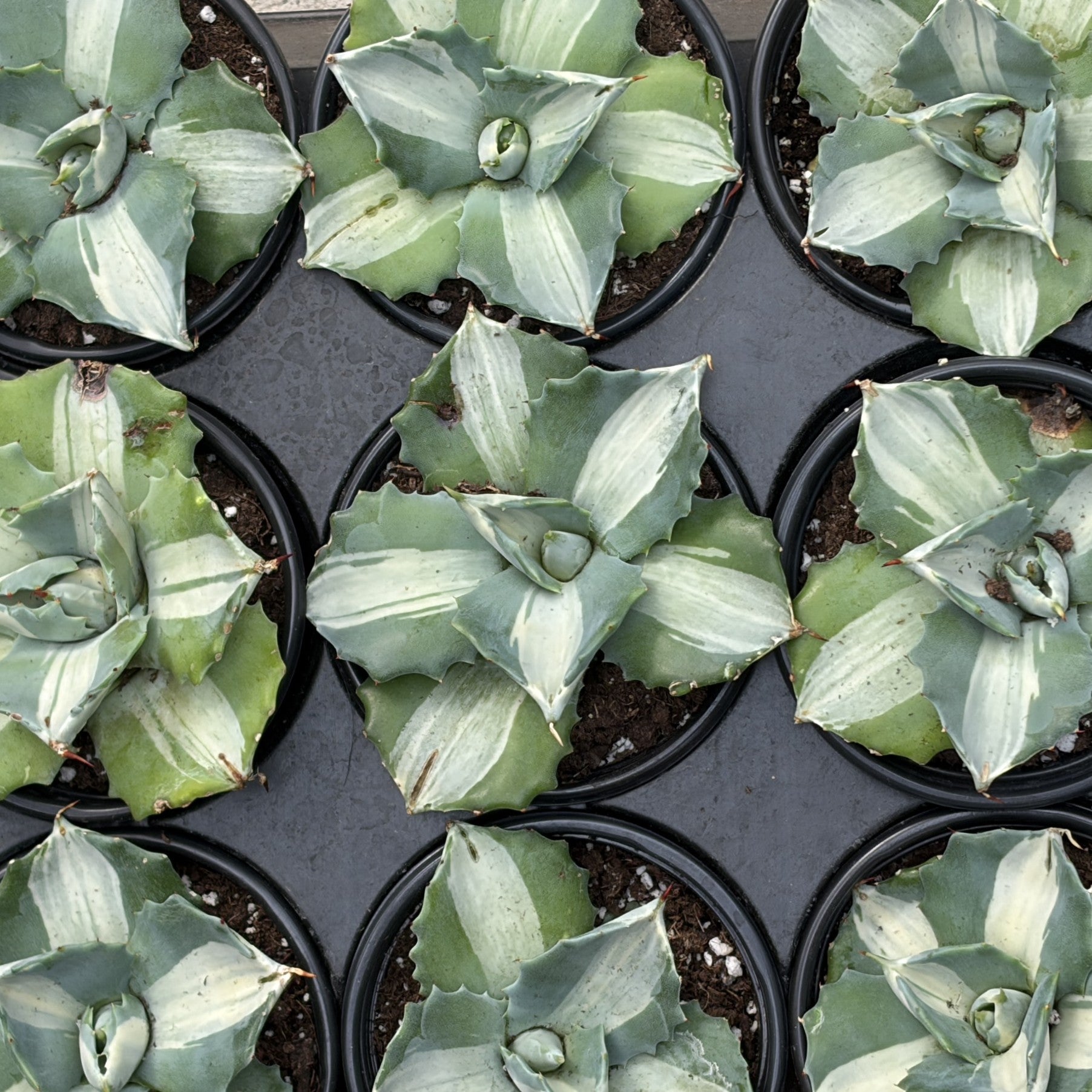 Agave Ohi Raijin Shiro Nakafu