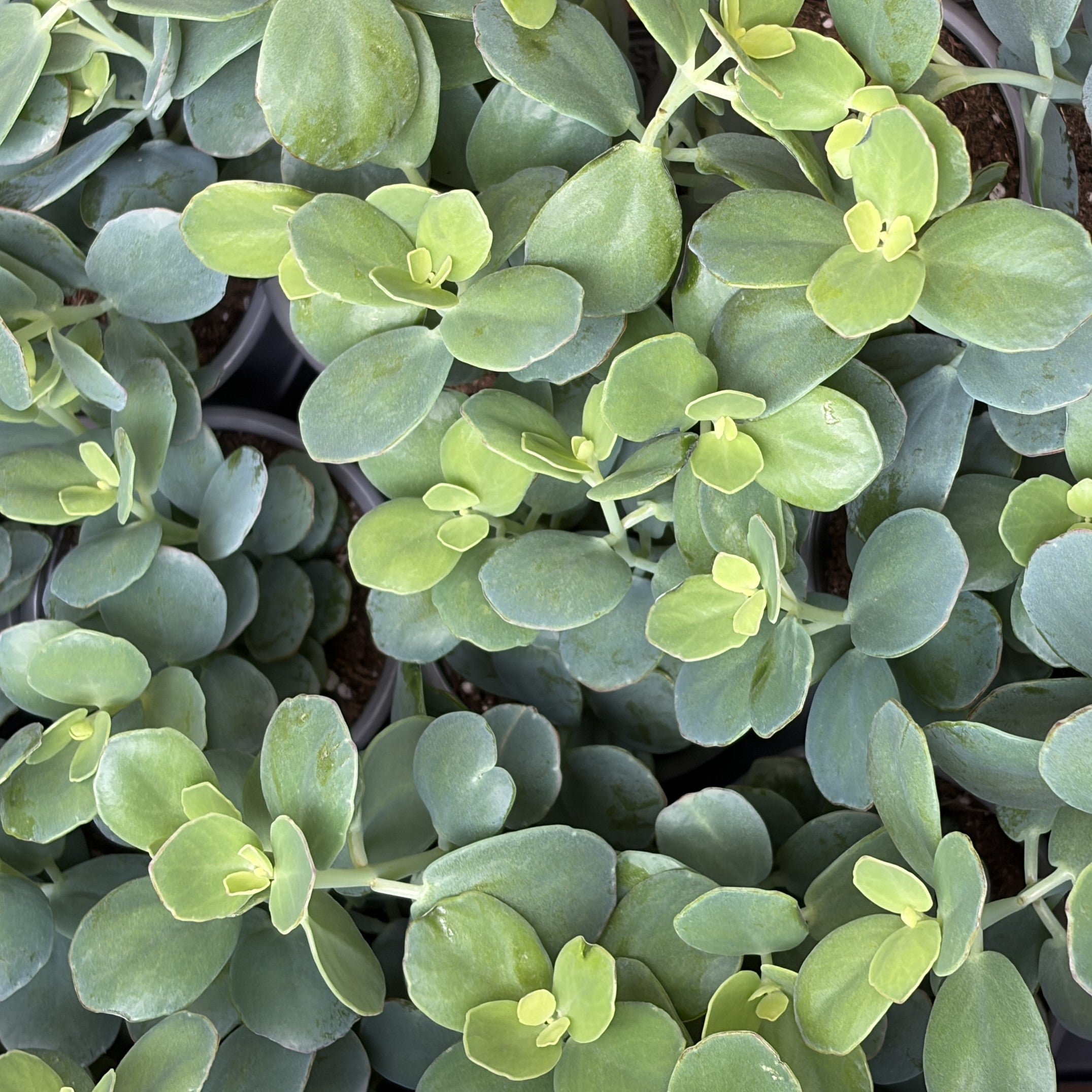 Kalanchoe Fedtschenkoi Variegated