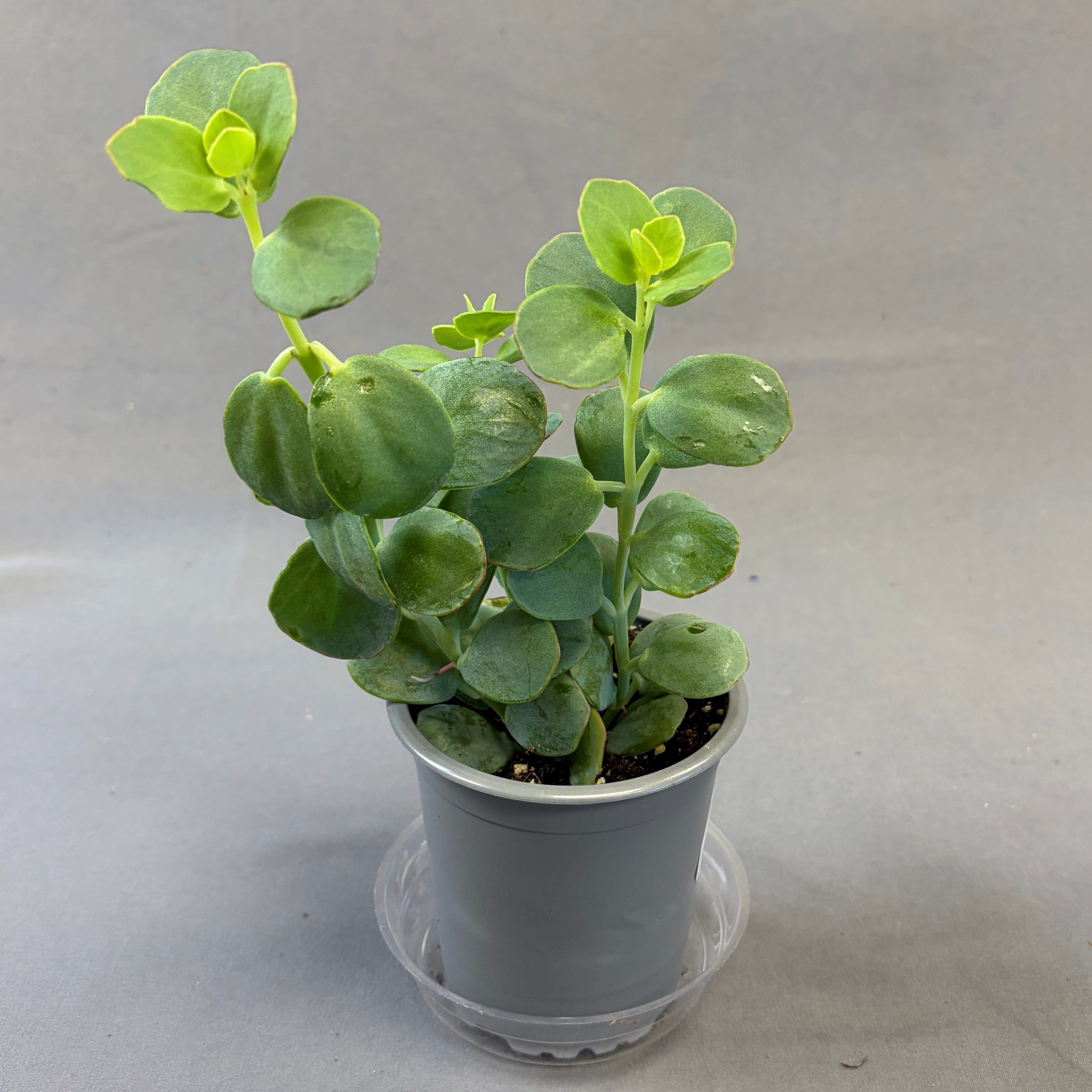 Kalanchoe Fedtschenkoi Variegated