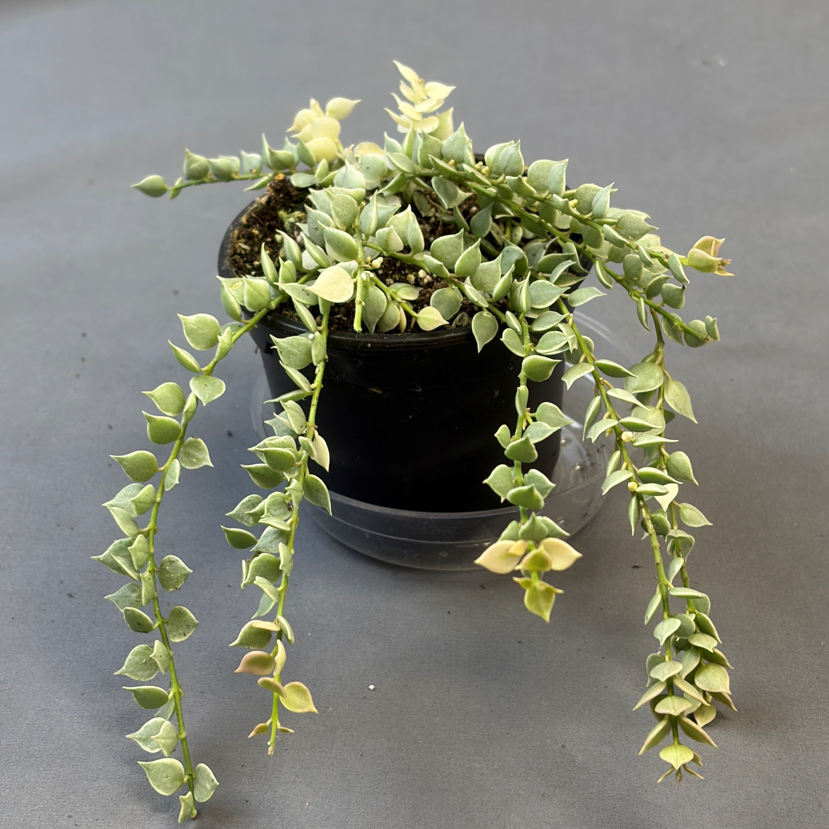 Dischidia ruscifolia Variegata