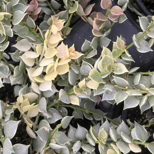 Dischidia ruscifolia Variegata