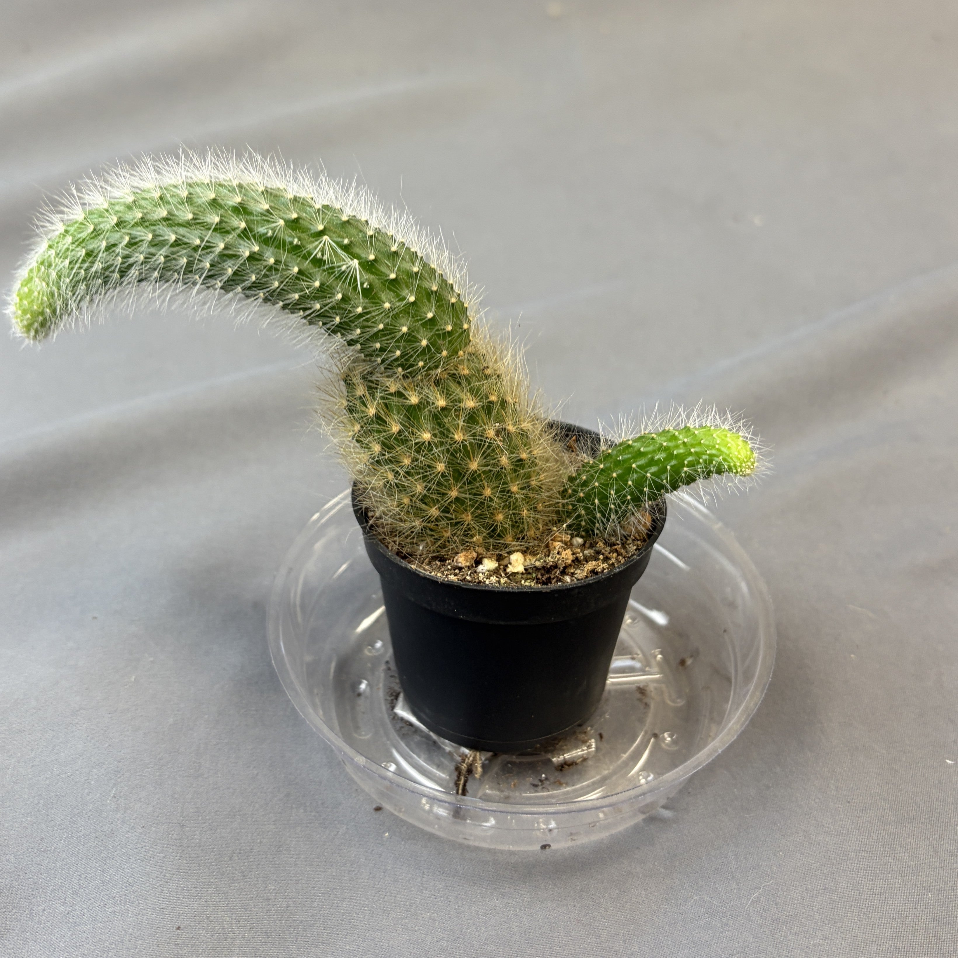 Monkey Tail Cactus