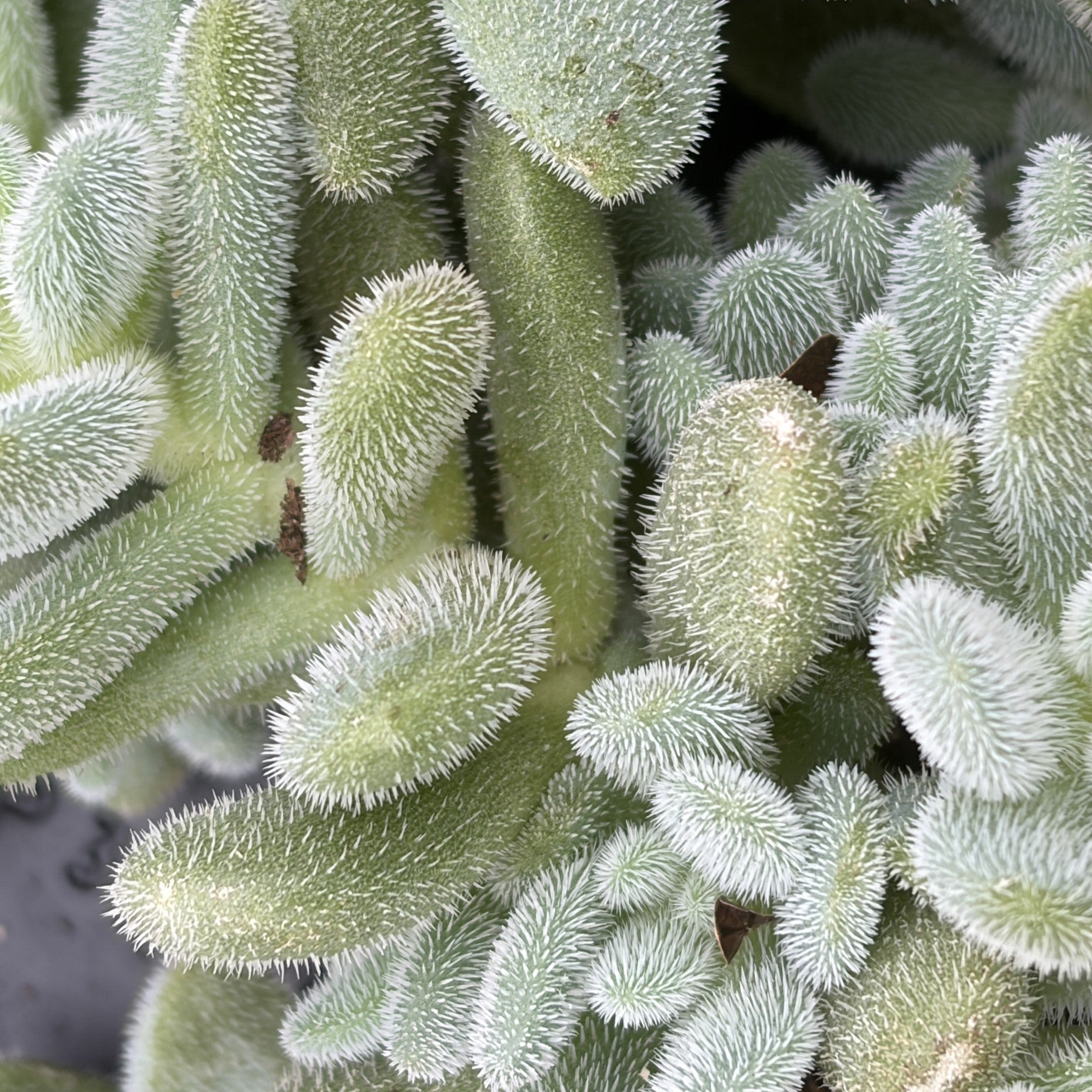 Sedum hintonii