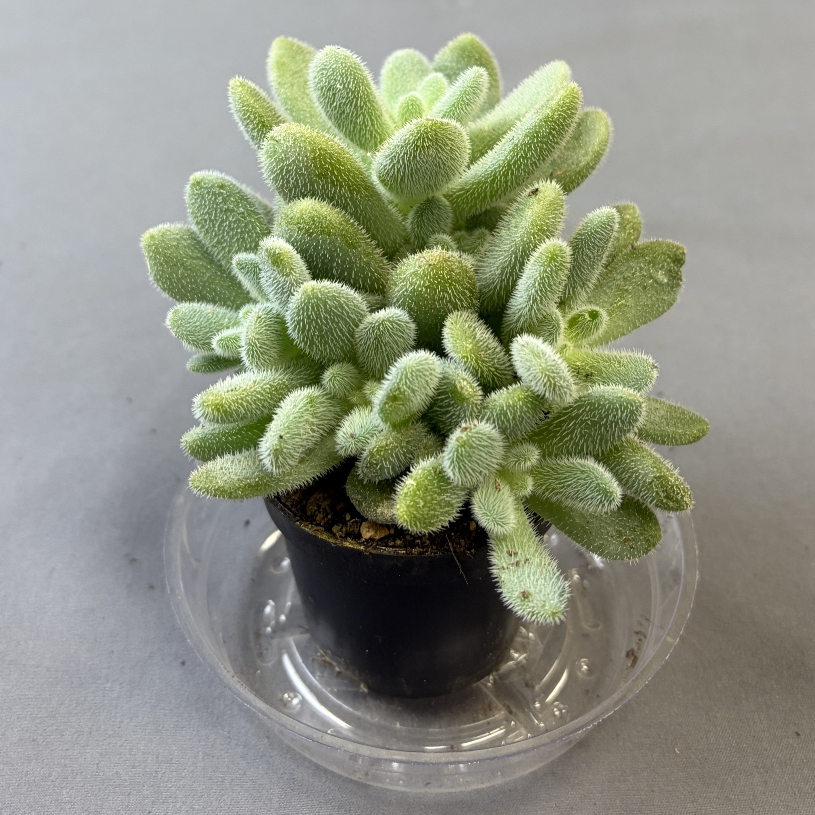 Sedum hintonii