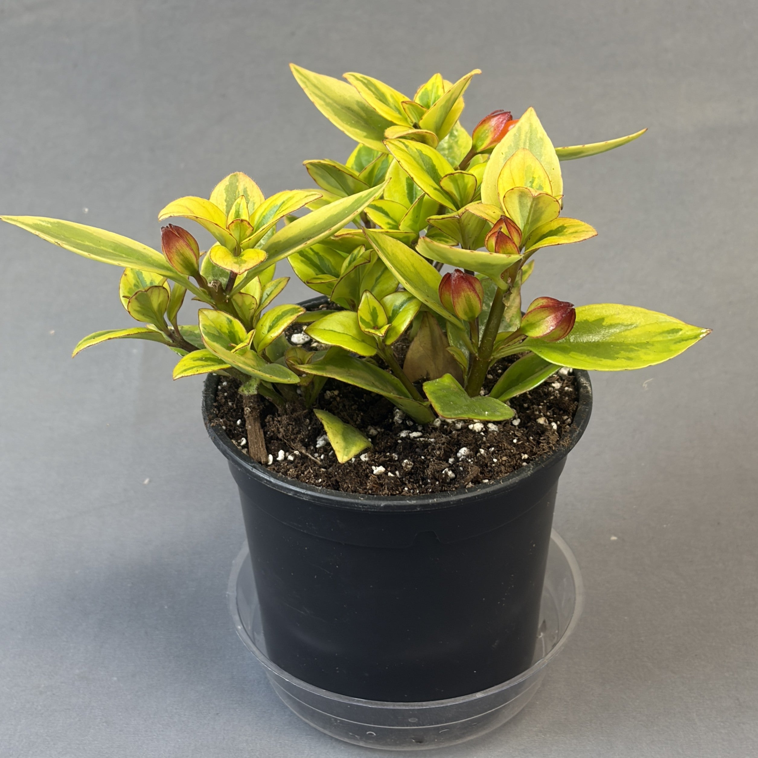 Nematanthus gregarius 'Aurora Gold'