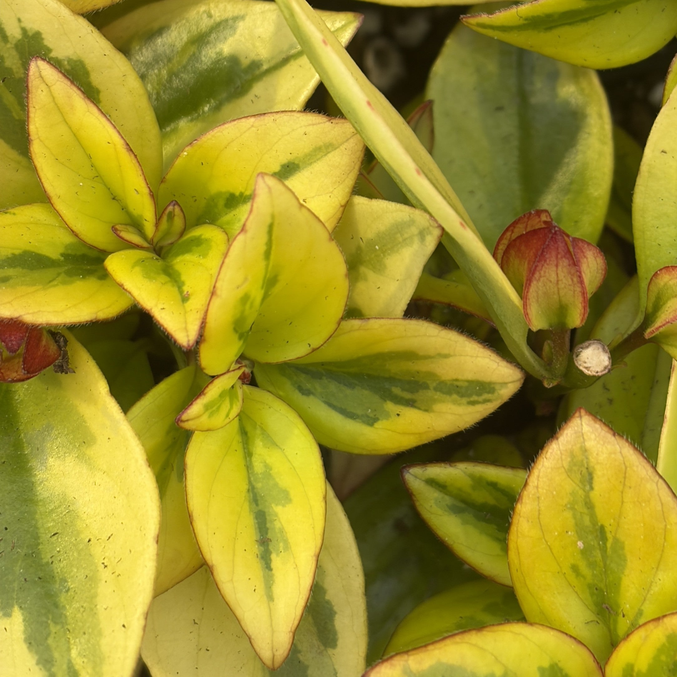 Nematanthus gregarius 'Aurora Gold'