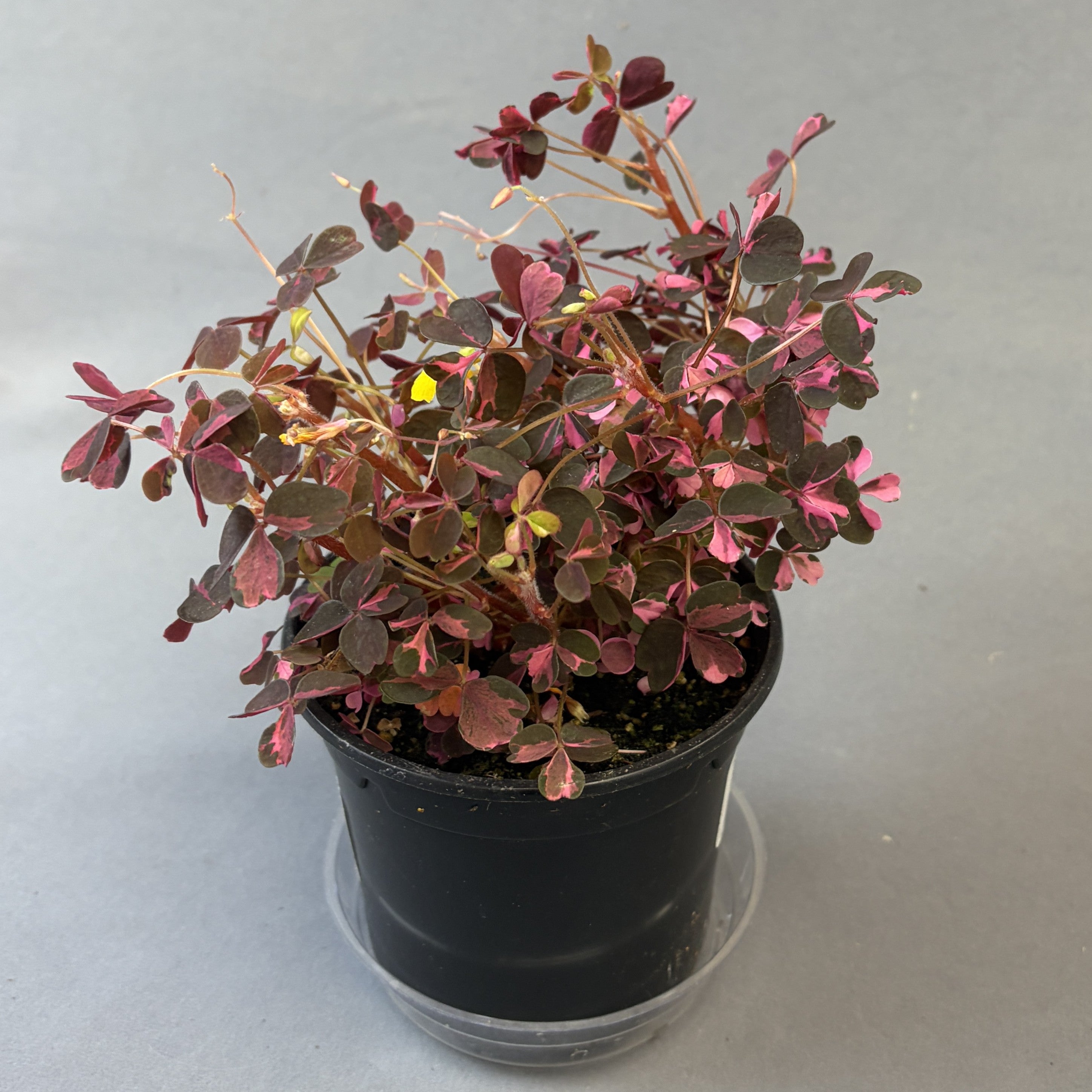 Oxalis vulcanicola 'Plum Crazy'
