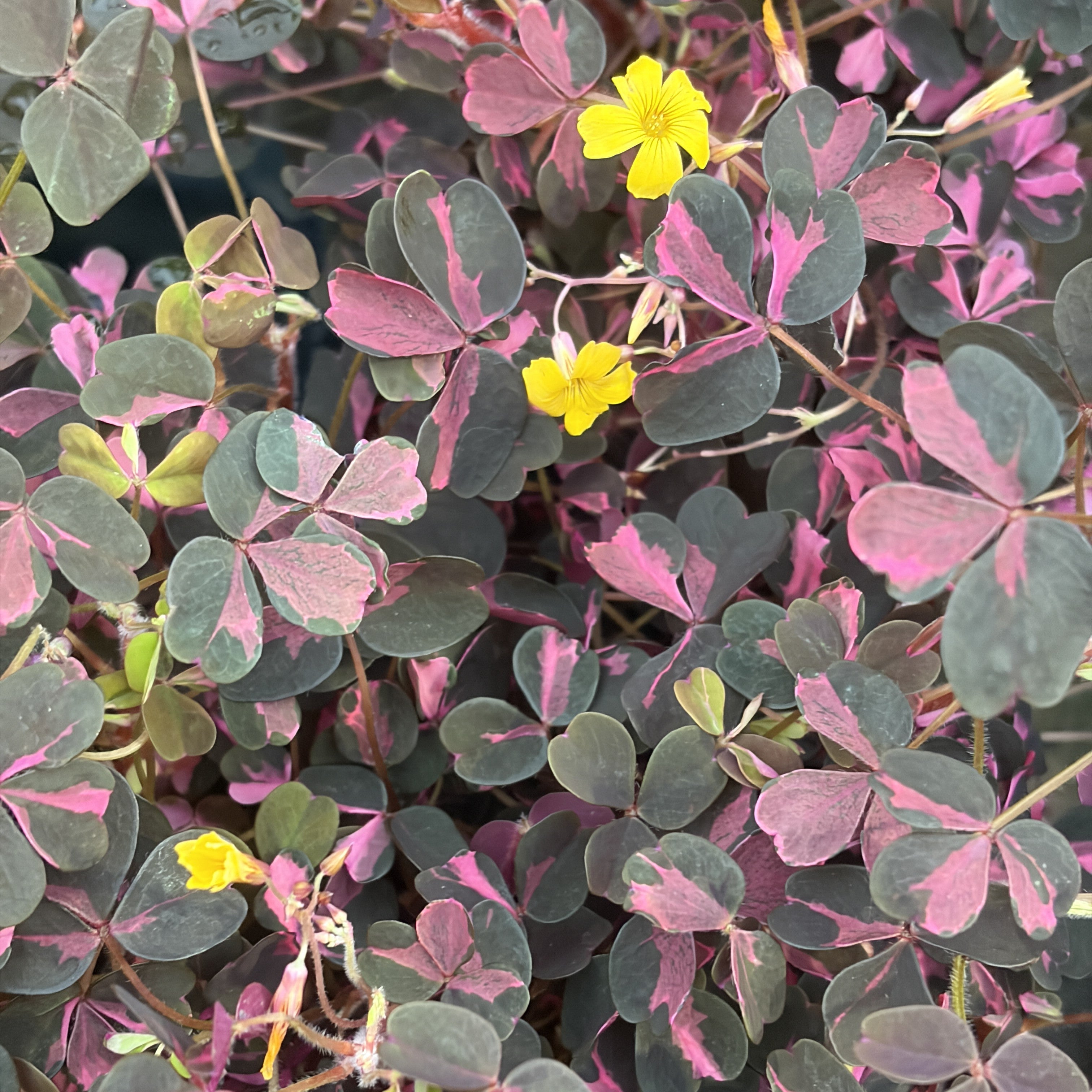 Oxalis vulcanicola 'Plum Crazy'