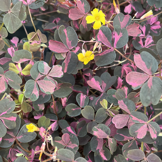Oxalis vulcanicola 'Plum Crazy'