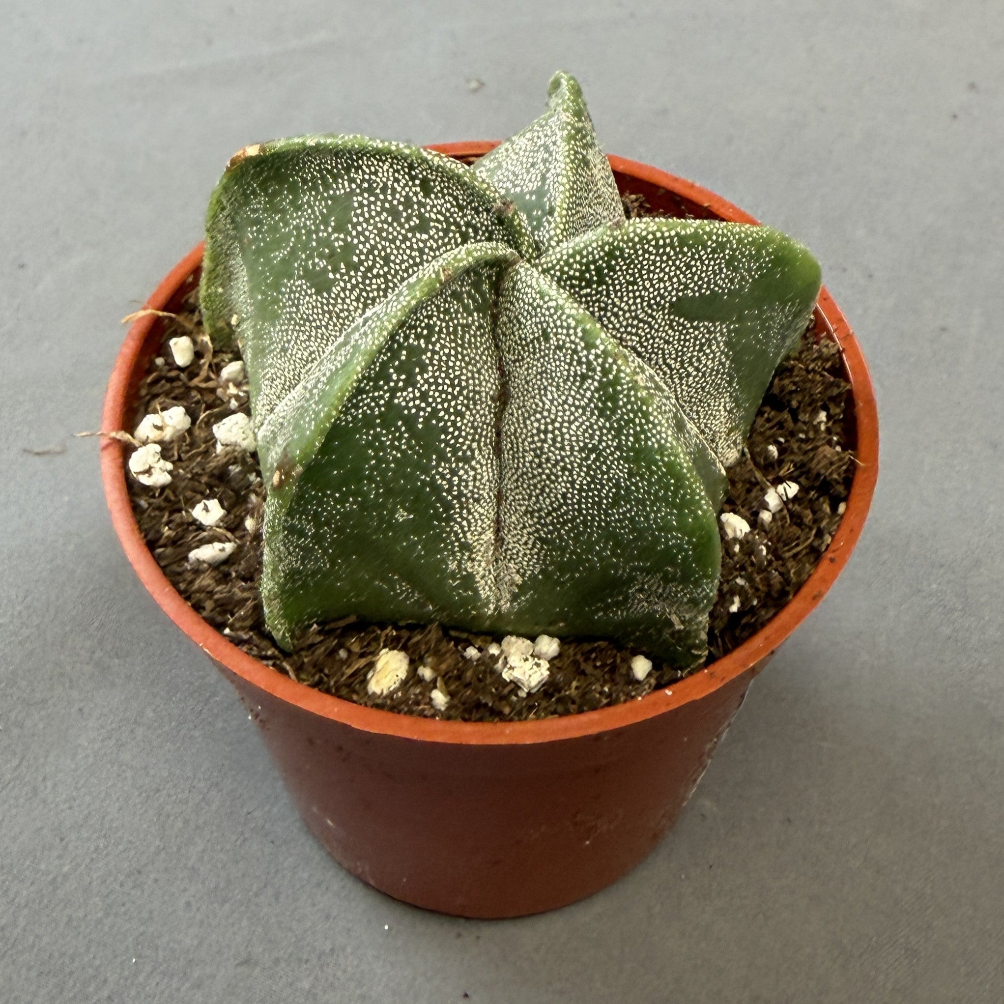 Astrophytum myriostigma Variegated