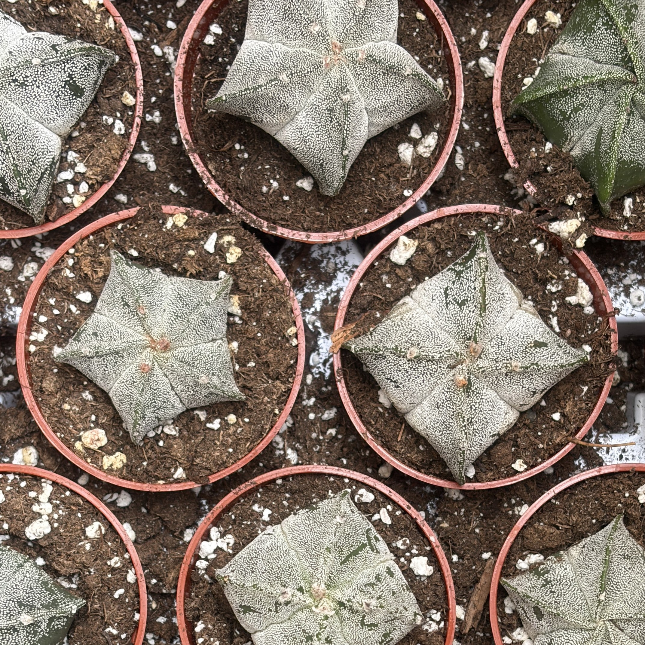 Astrophytum myriostigma Variegated