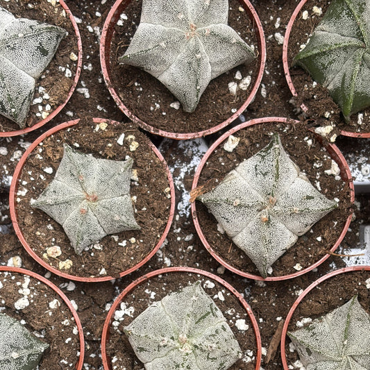 Astrophytum myriostigma Variegated