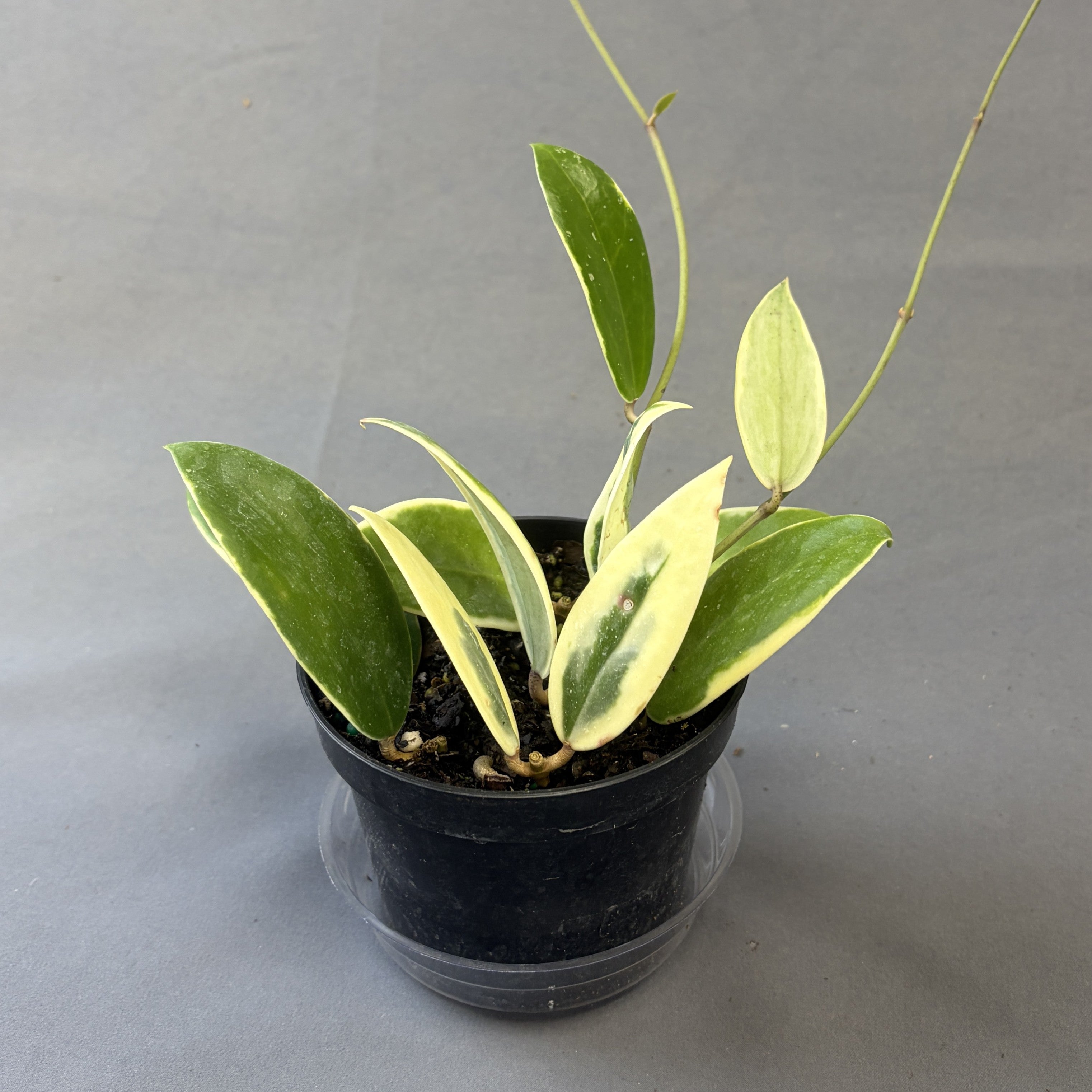 Hoya acuta Albo Variegated