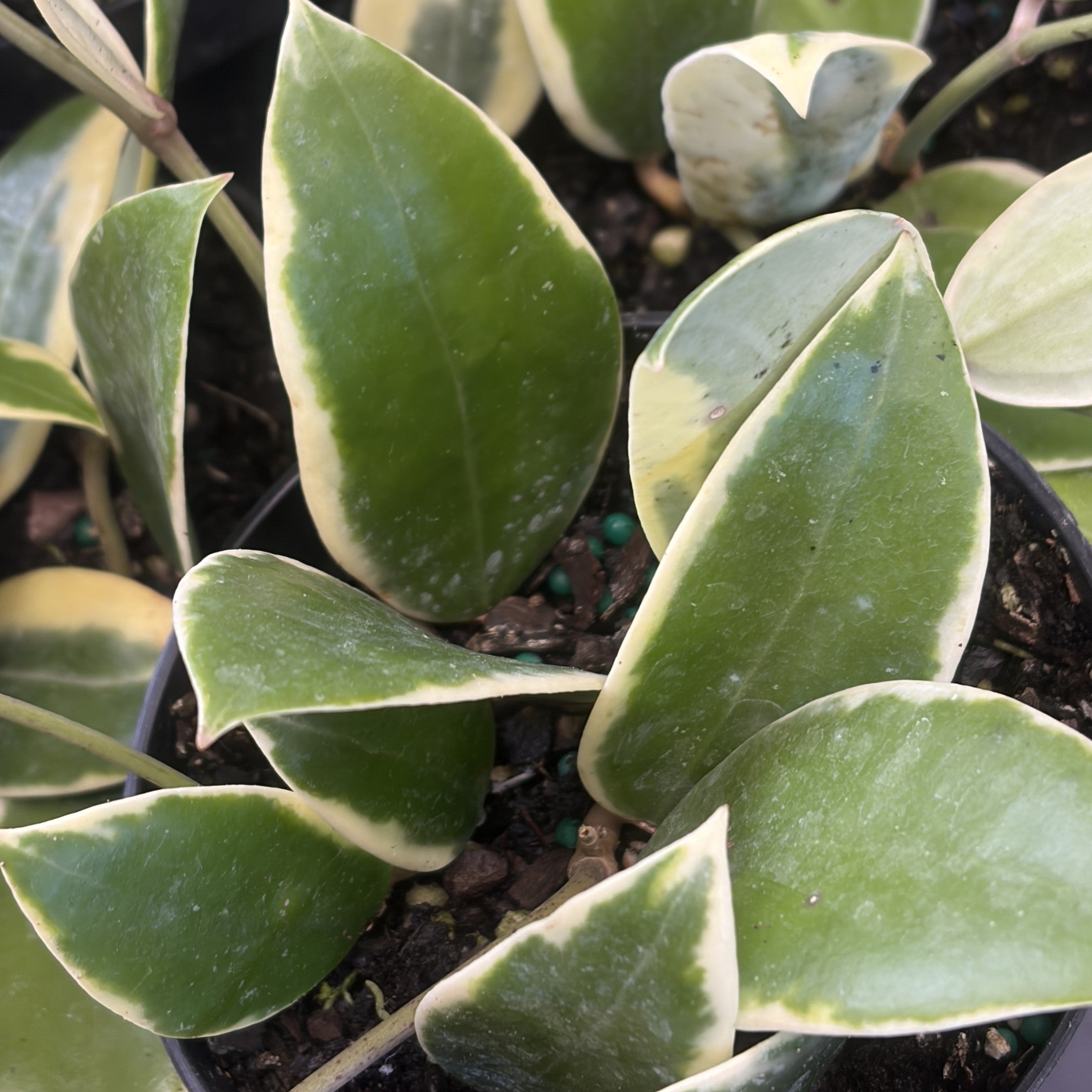 Hoya acuta Albo Variegated