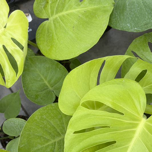 Monstera Golden Compact