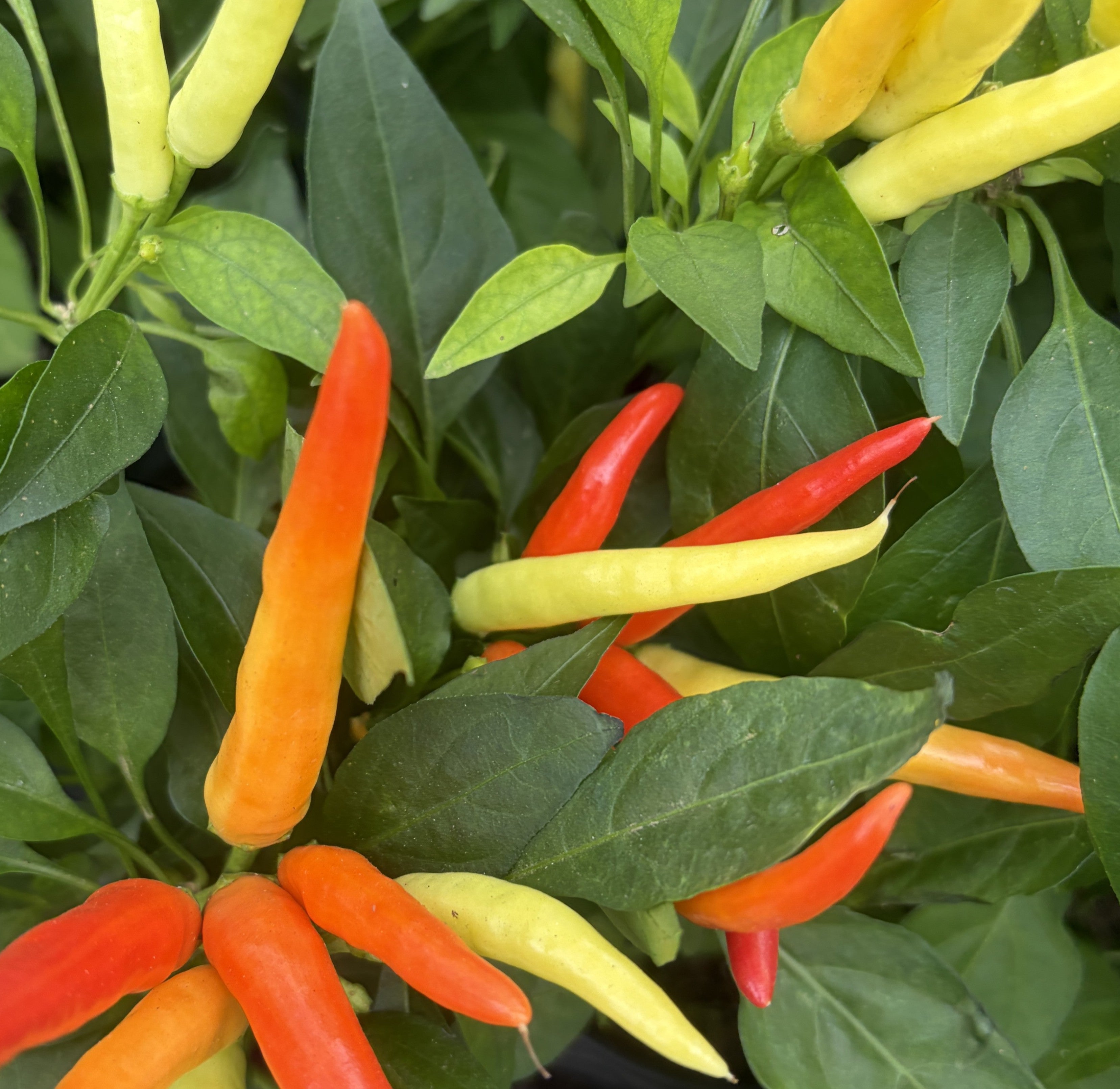 Ornamental Pepper 'Medusa'