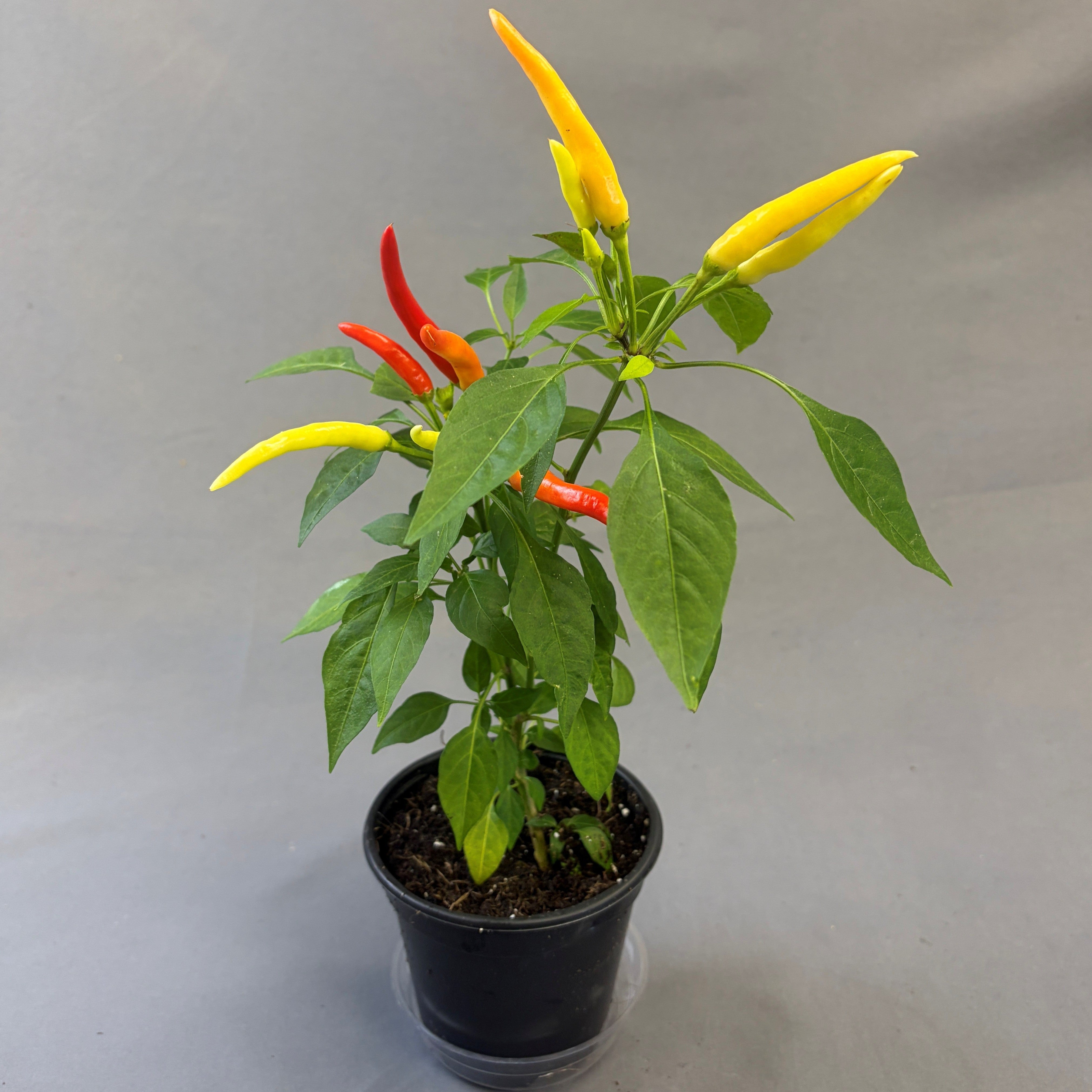Ornamental Pepper 'Medusa'