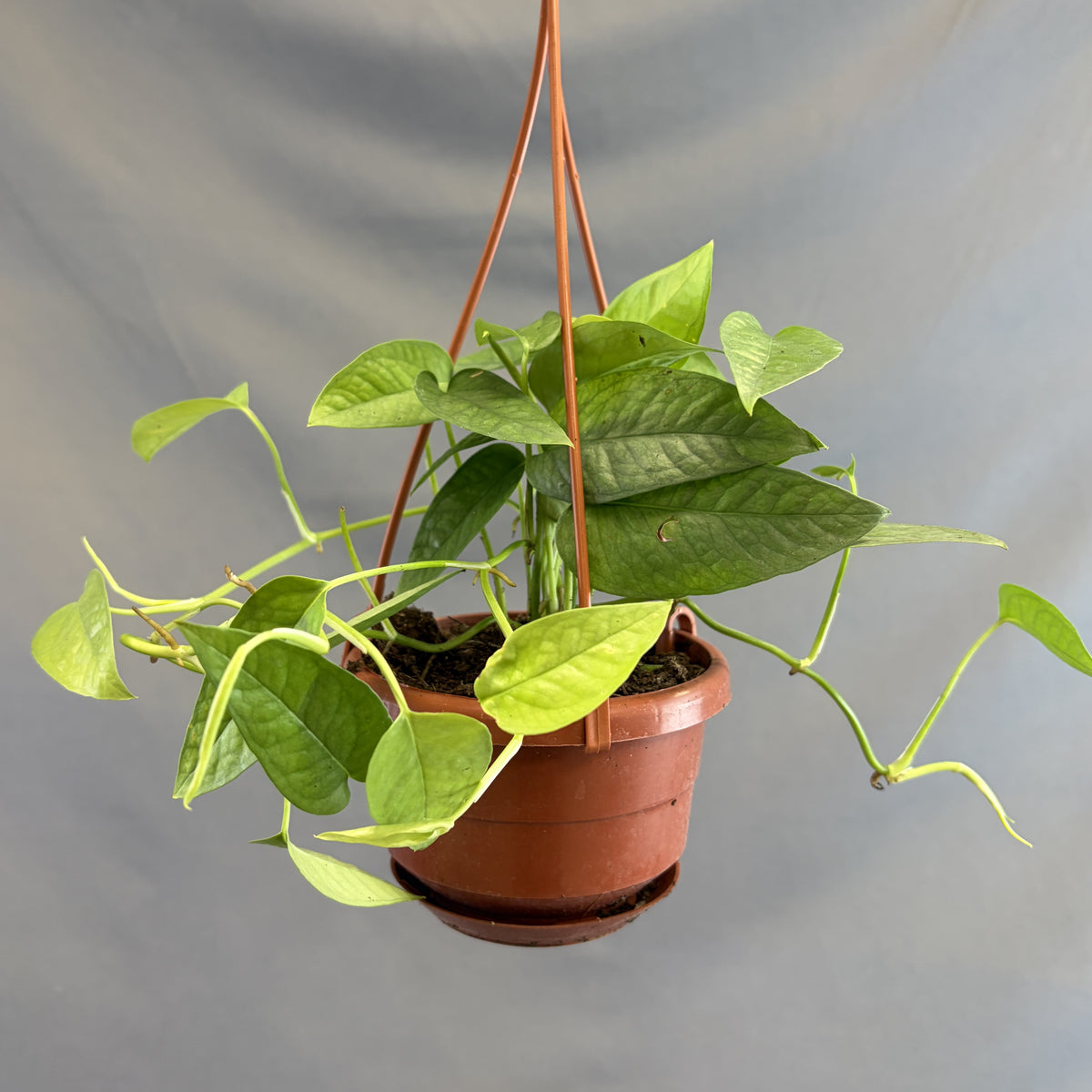Pothos 'Cebu Blue'