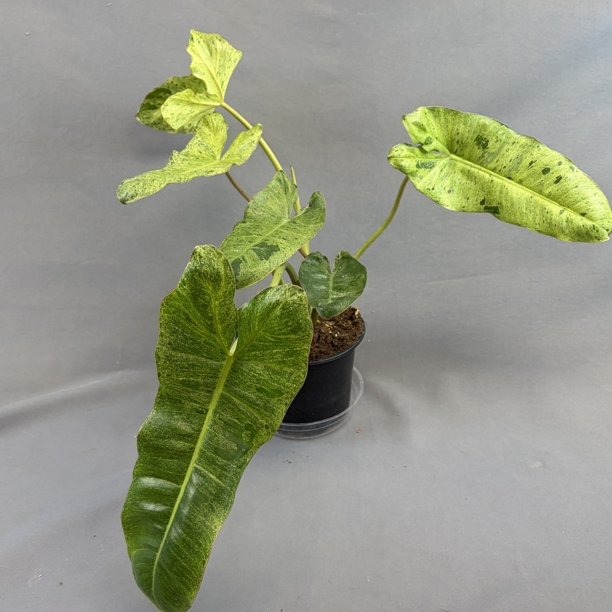 Philodendron 'Paraiso Verde'