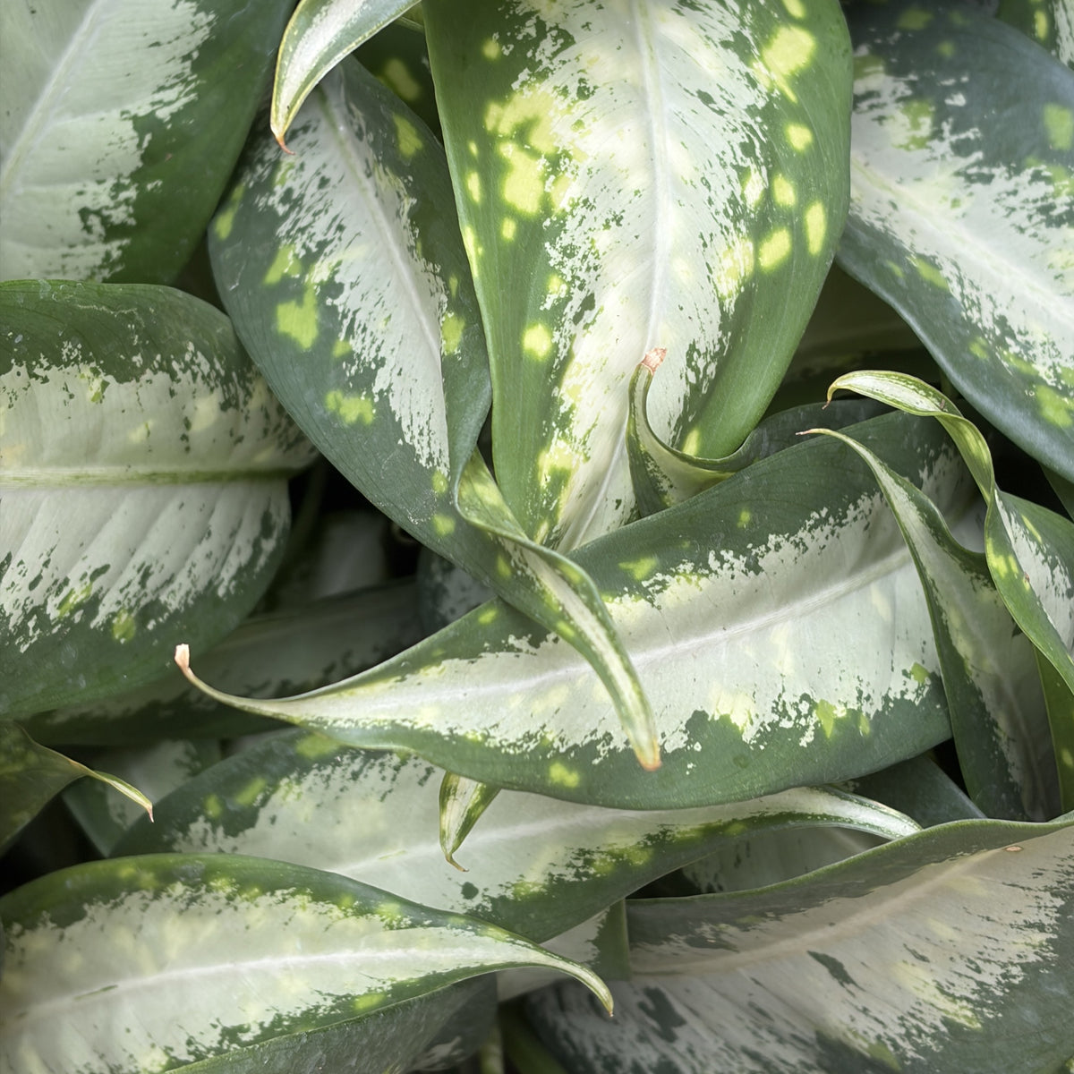 Dieffenbachia 'Panther'
