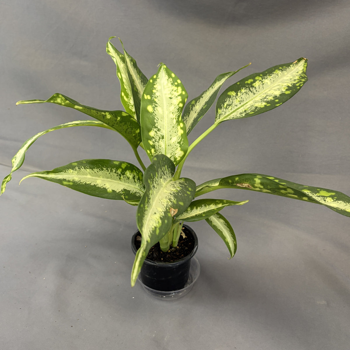 Dieffenbachia 'Panther'