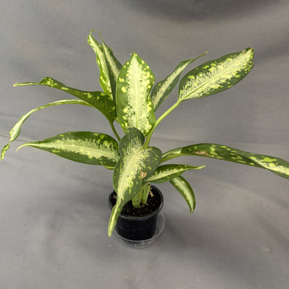 Dieffenbachia 'Panther'