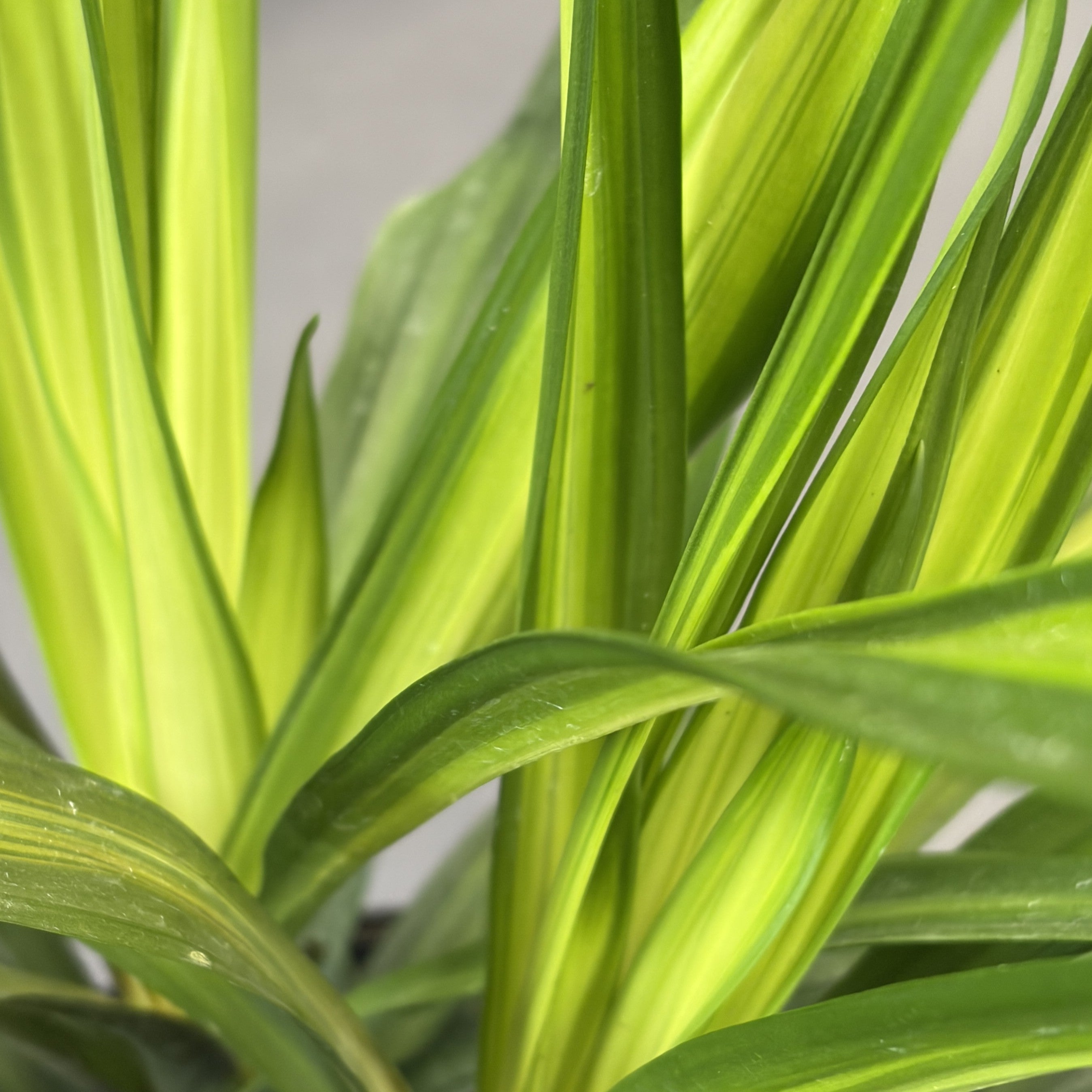 Dracaena Rikki