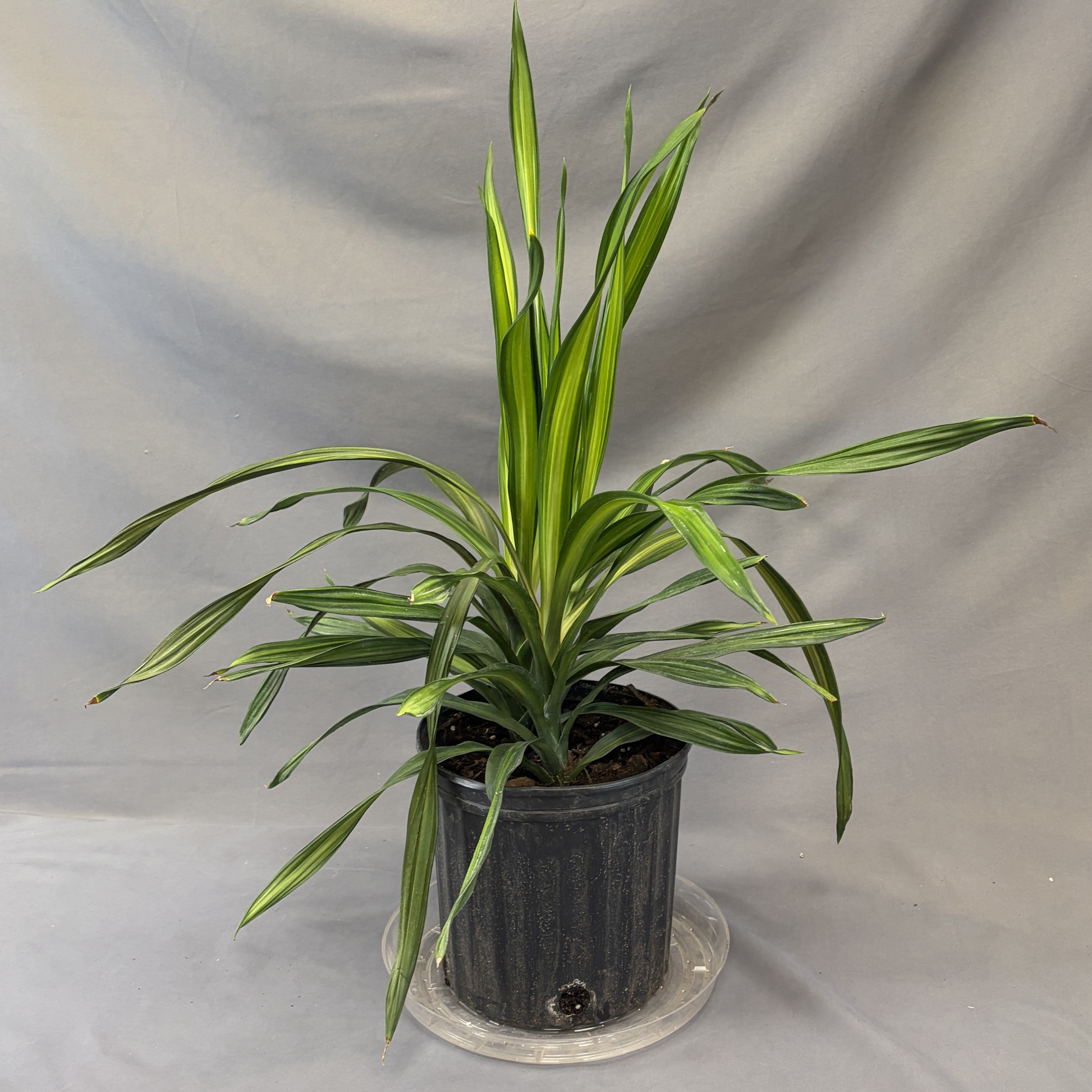 Dracaena Rikki