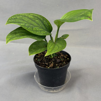 Monstera pinnatipartita