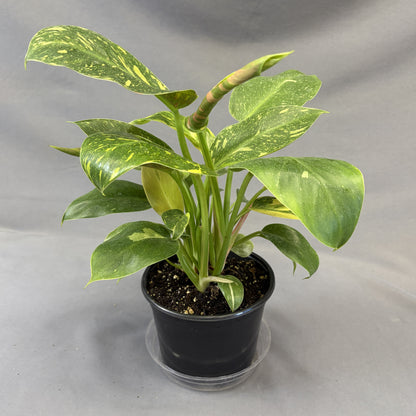 Philodendron 'Green Congo Nuclear Variegated'