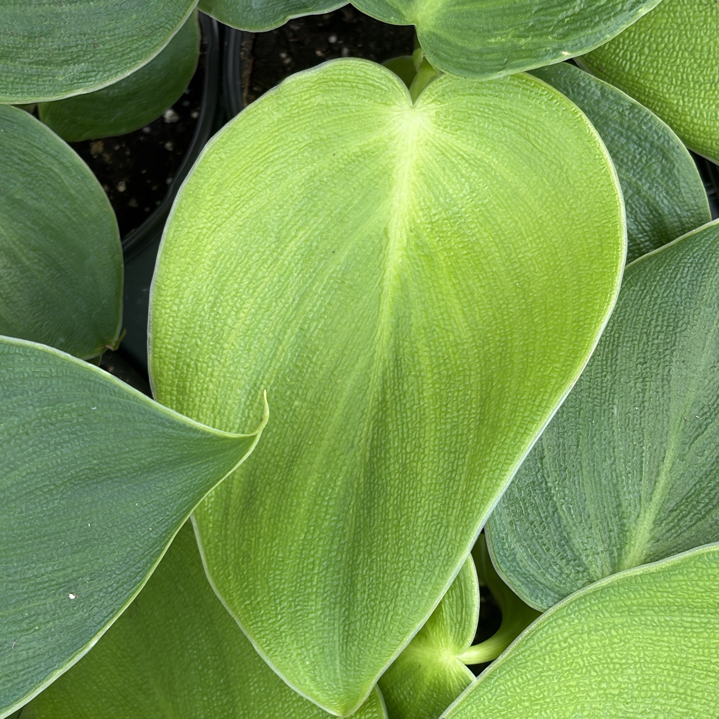 Philodendron Rugosum