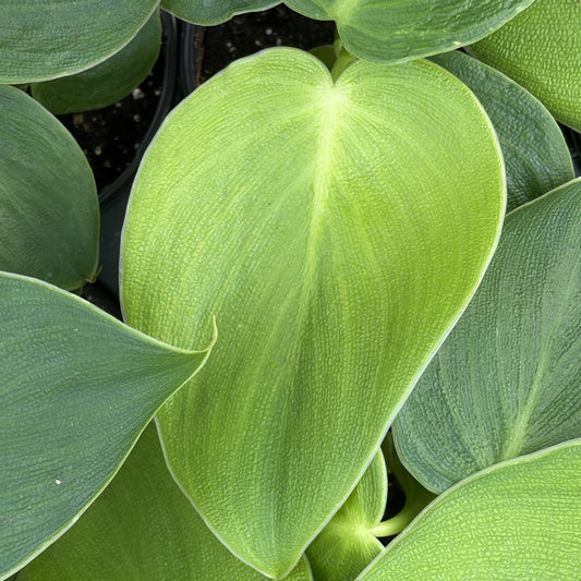 Philodendron Rugosum