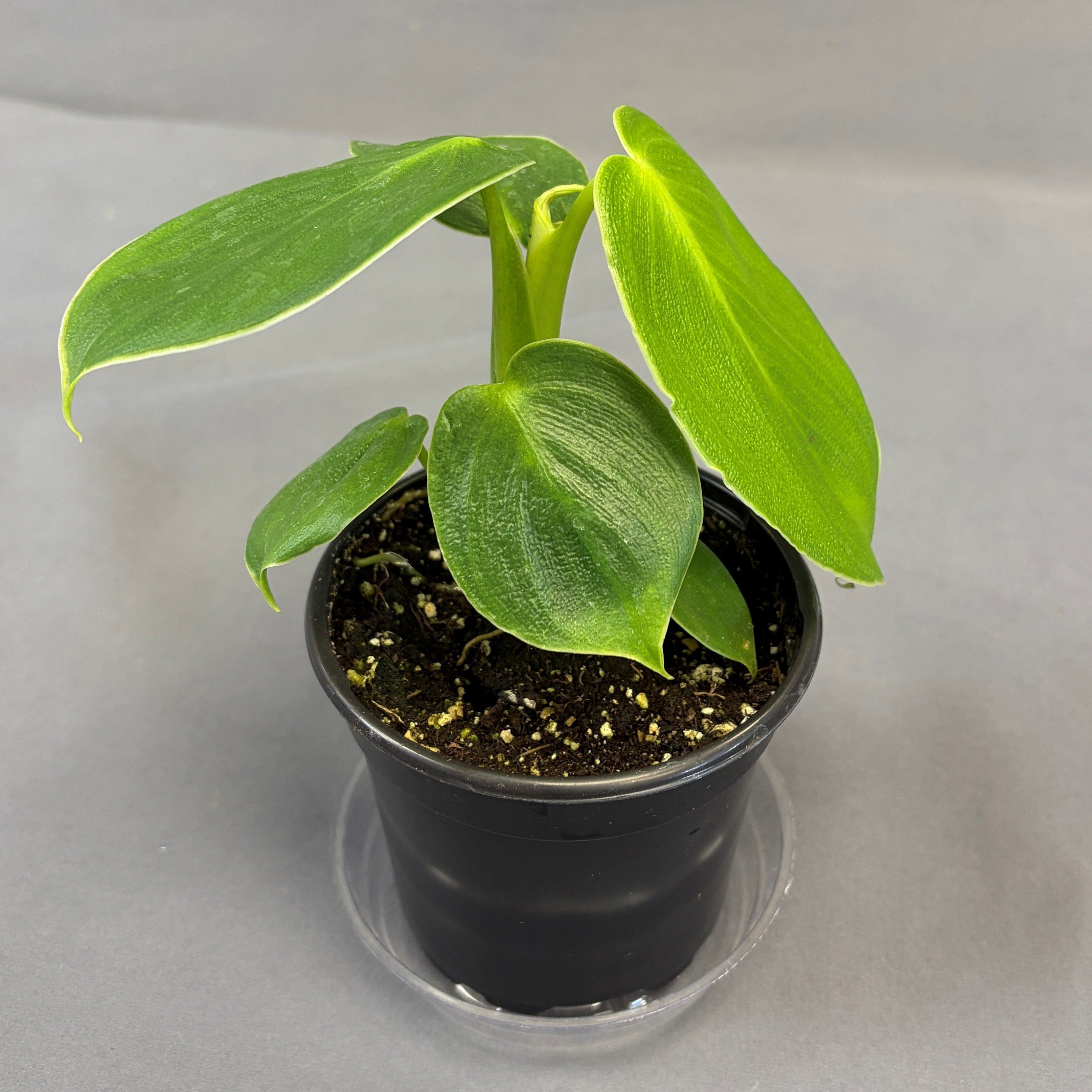 Philodendron Rugosum